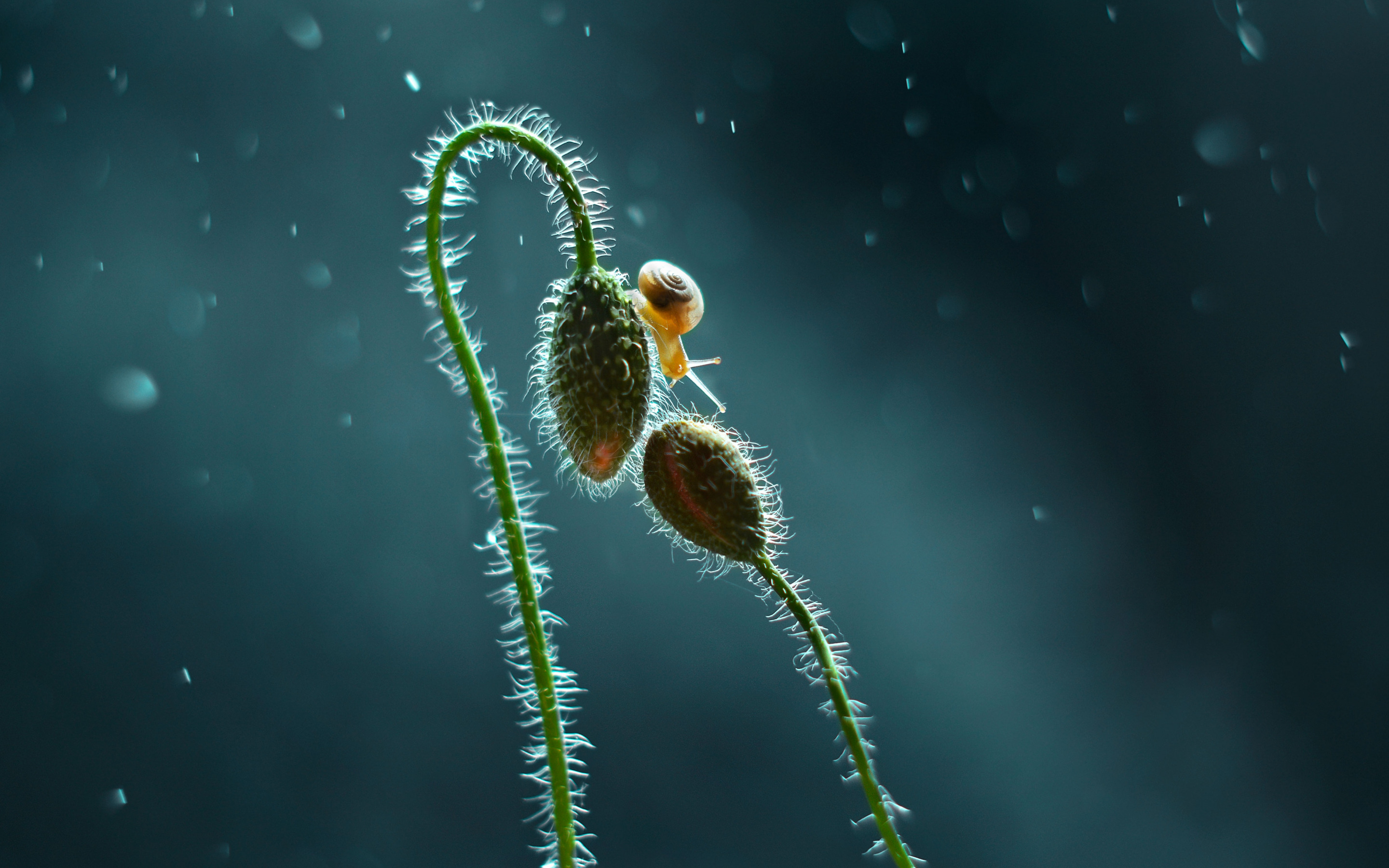 snail, природа