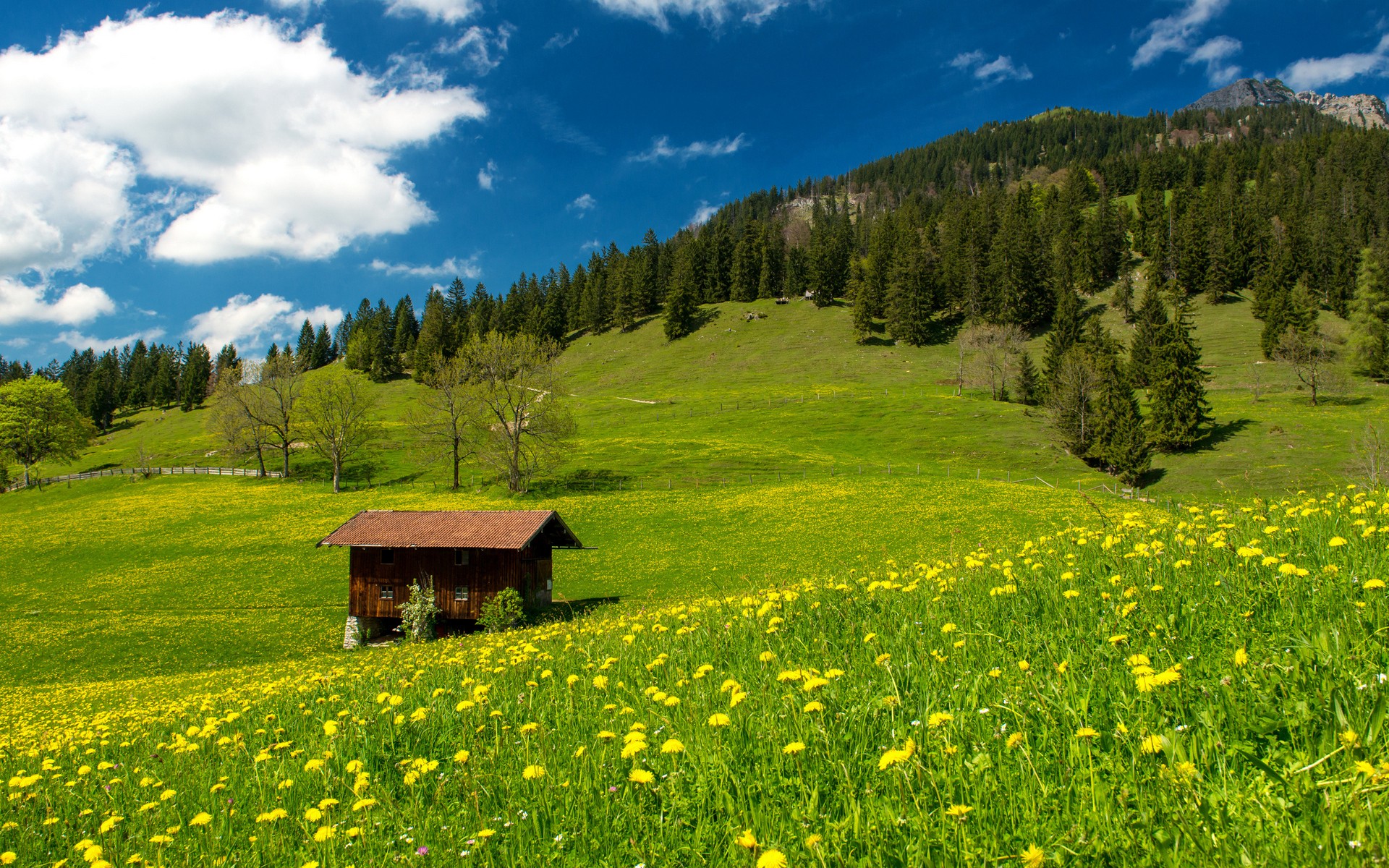 есть небольшая каюта в поле желтых цветов