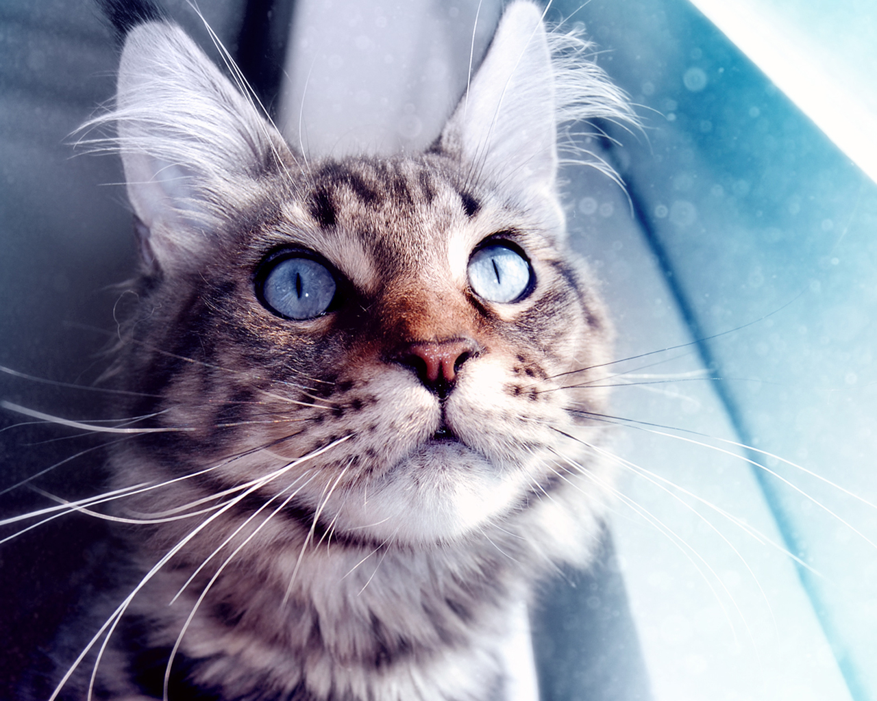 красивых, кот