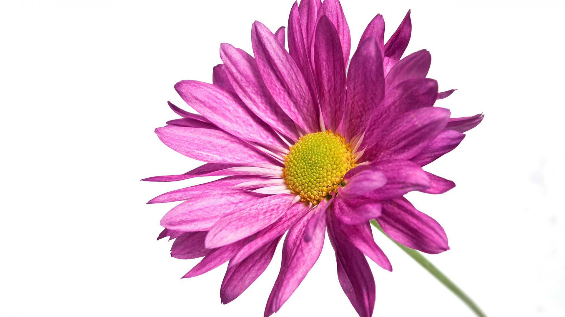 chrysanthemum, классика