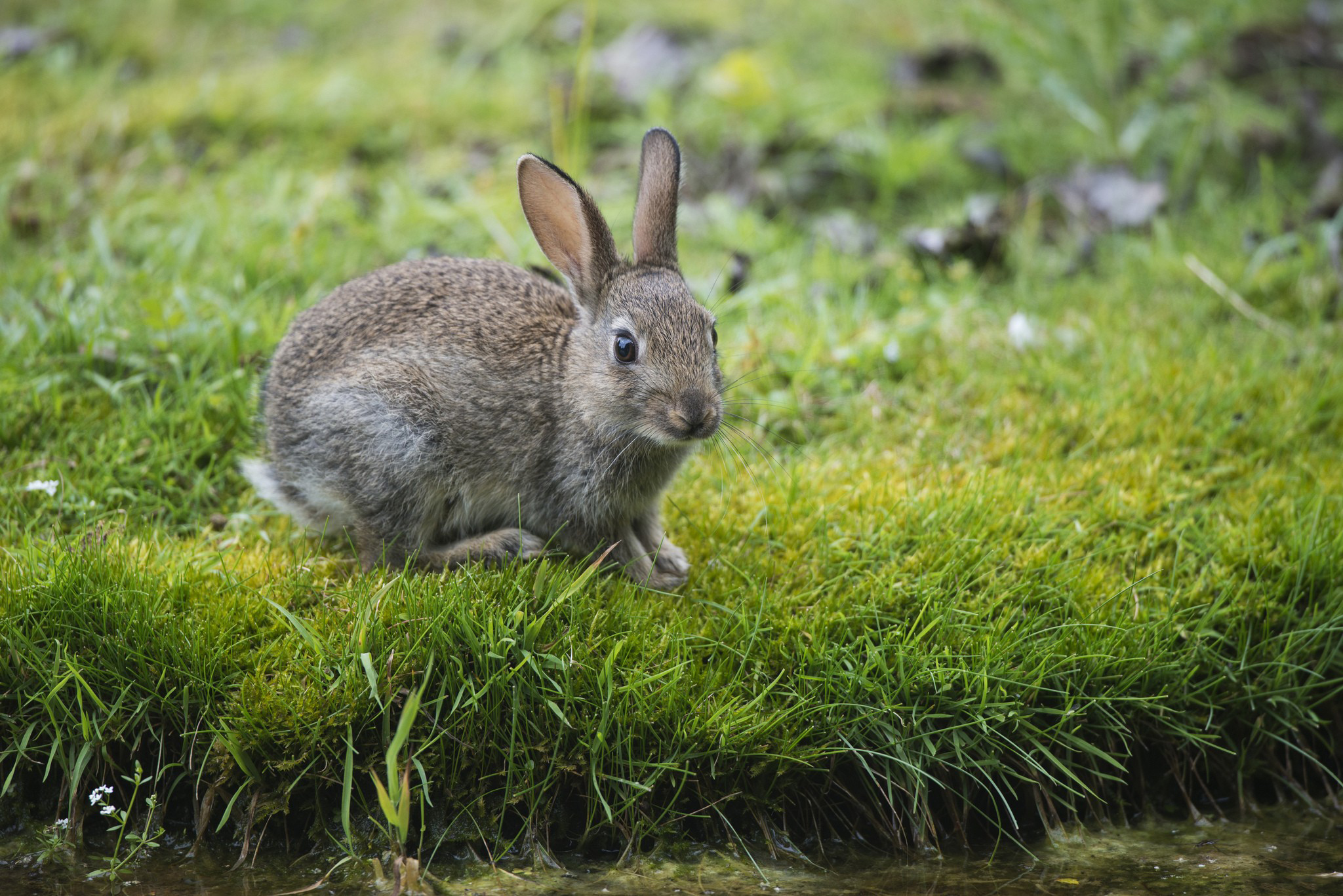 Кролик на лужайке скачать