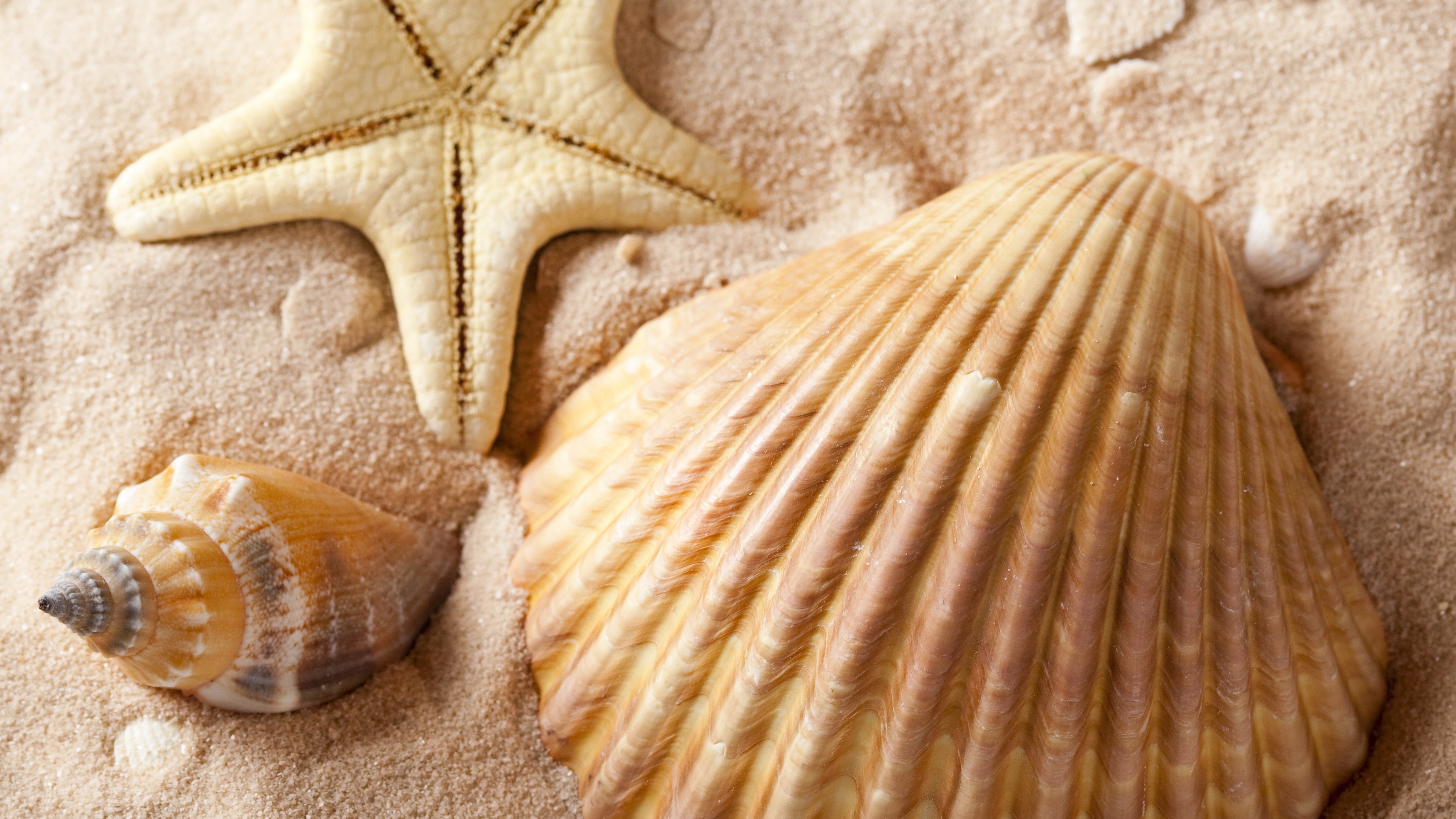 seashell, marine, dream