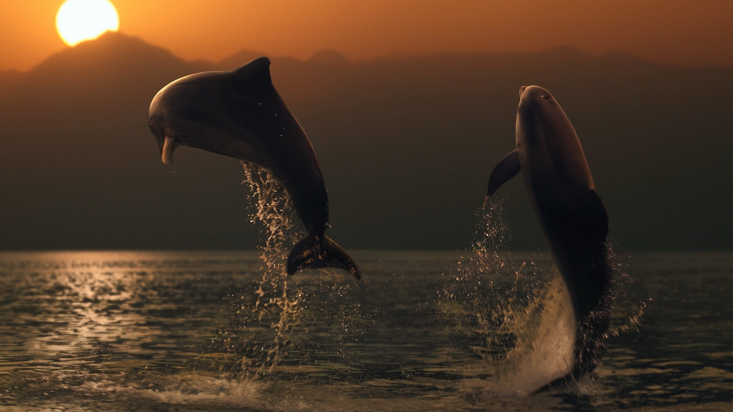 море океан дельфины