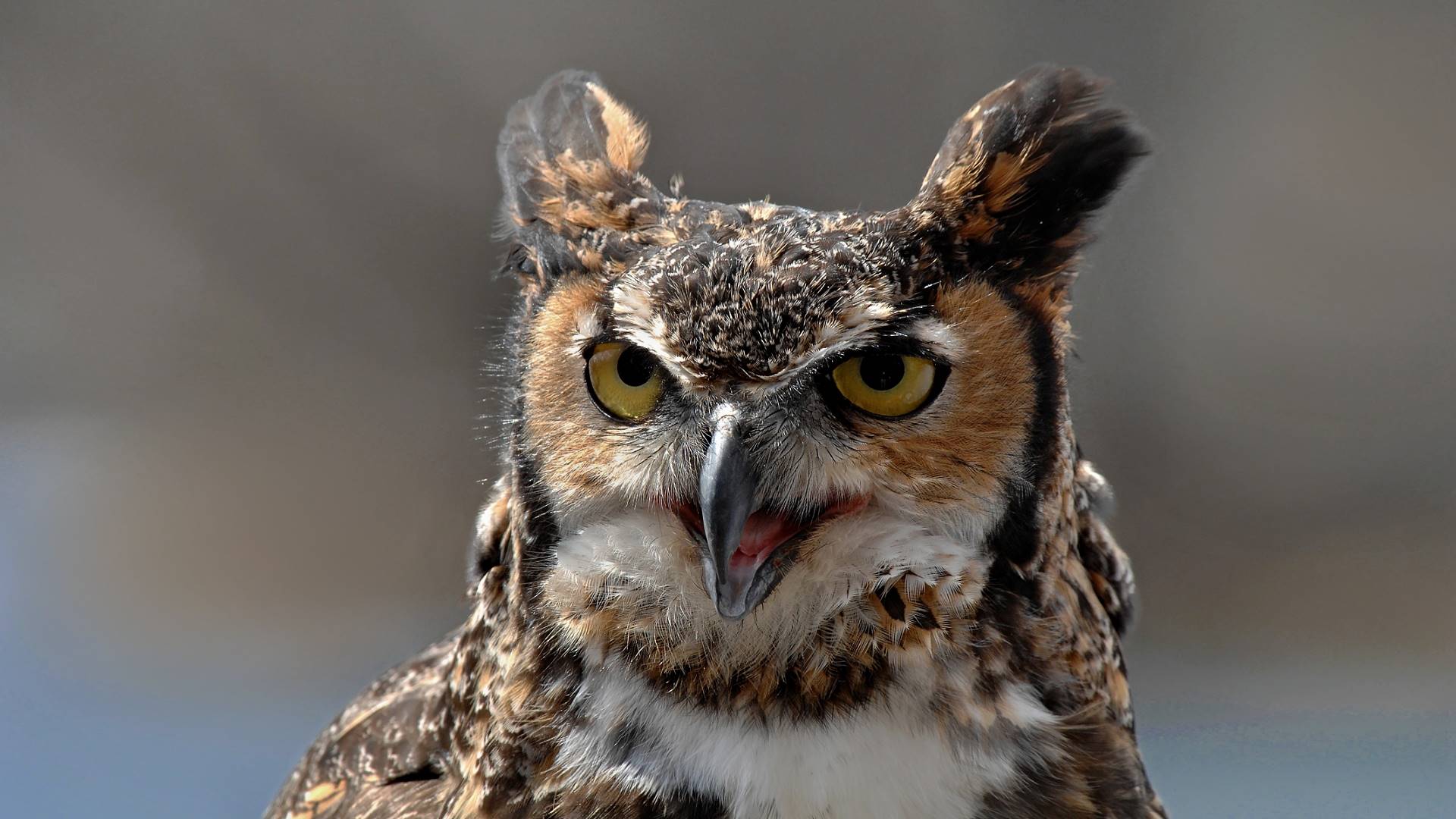 сова, оир, животное