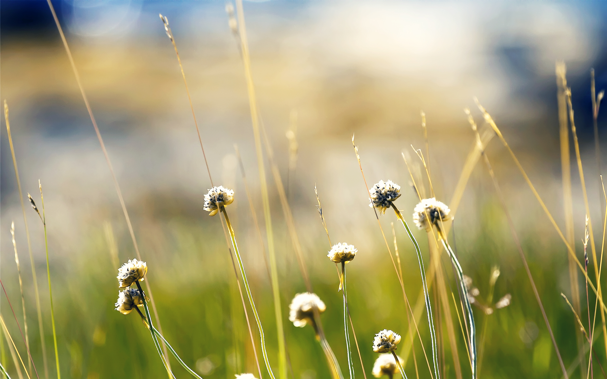 цветы полевые трава природа без смс