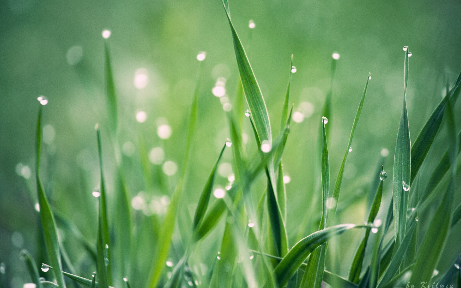 природа, grassland
