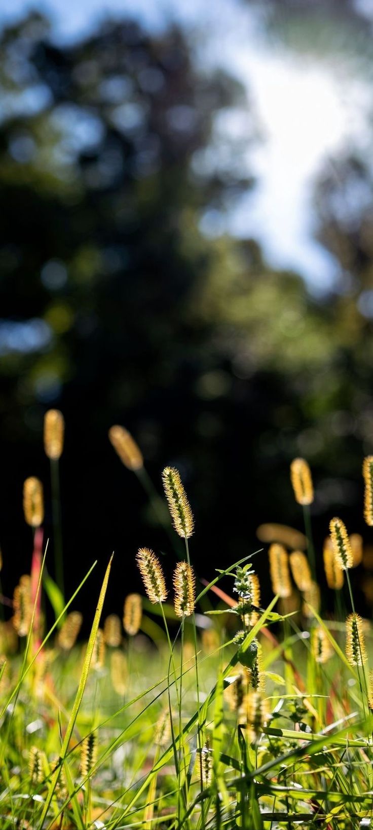 высокая трава в поле с голубым небом на заднем плане