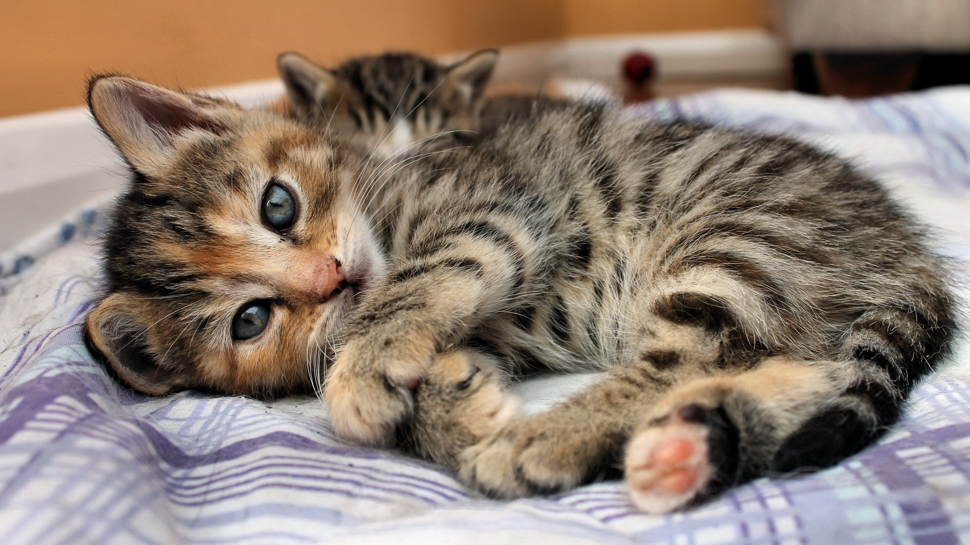 есть кошка, которая лежит на кровати