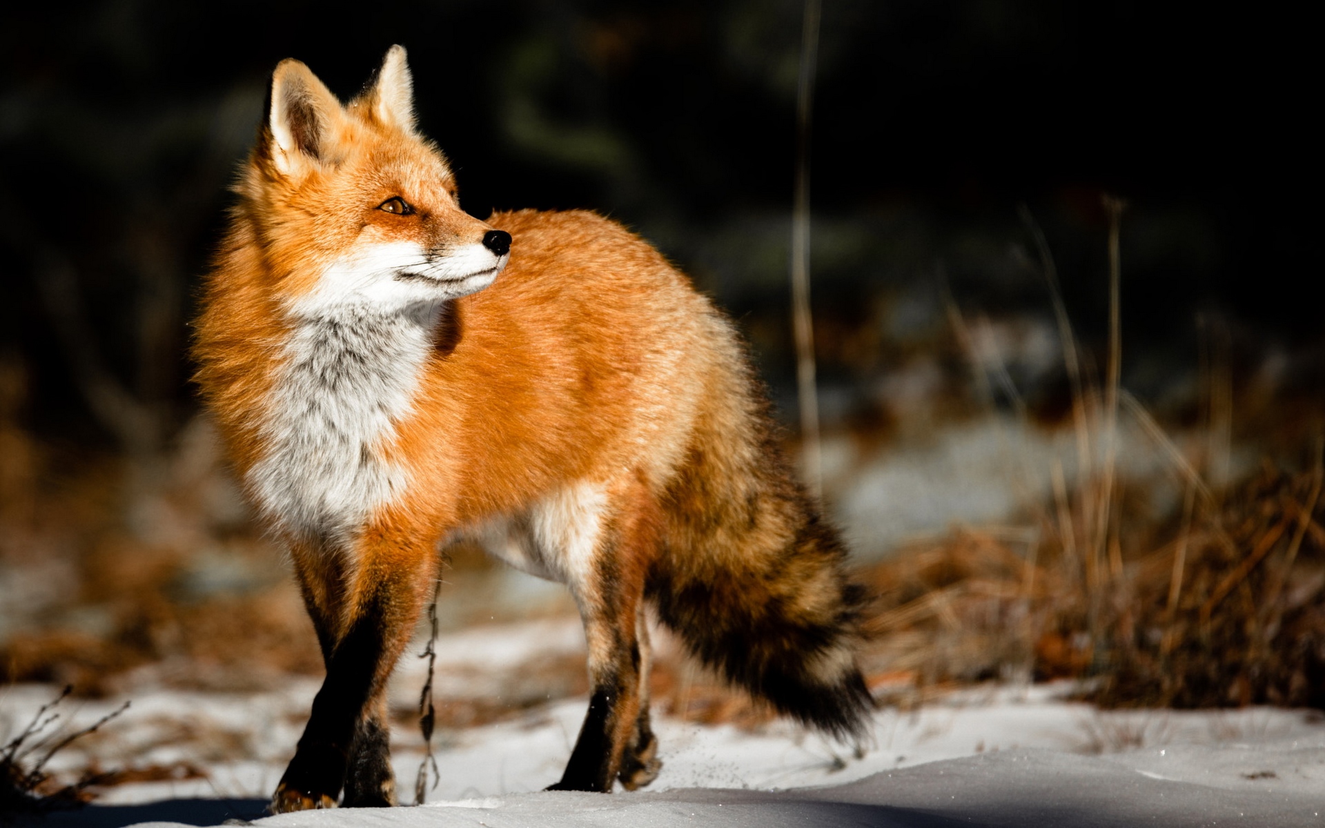 Red fox videos