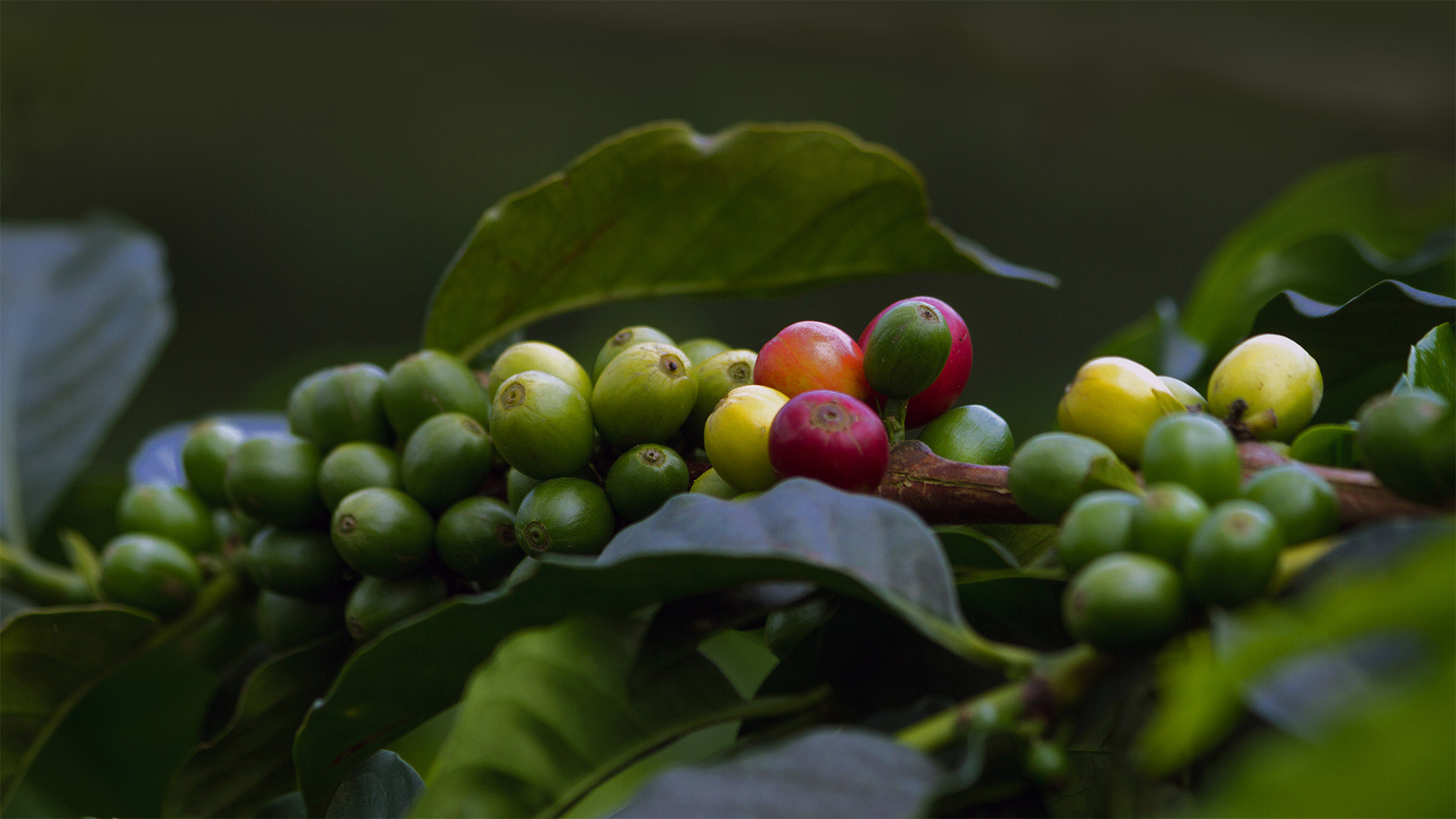 coffee