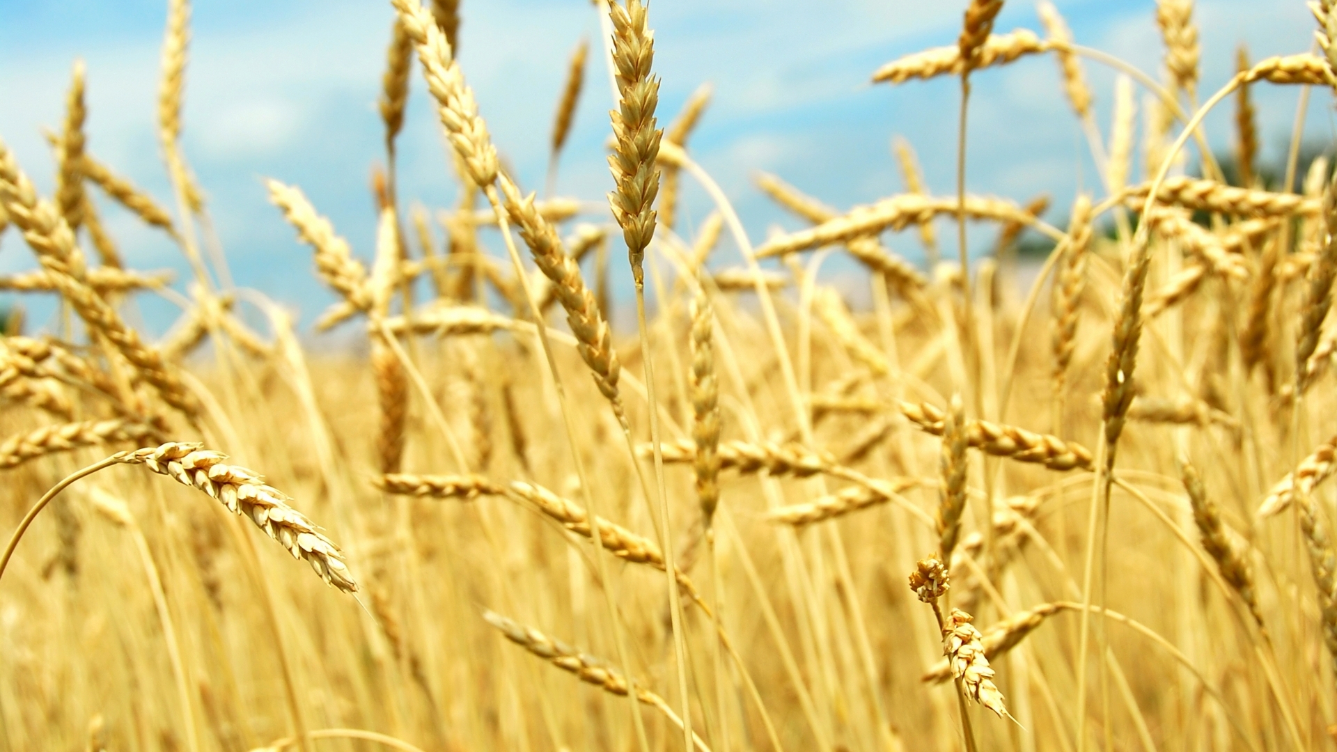 Пшеница колосья поле загрузить