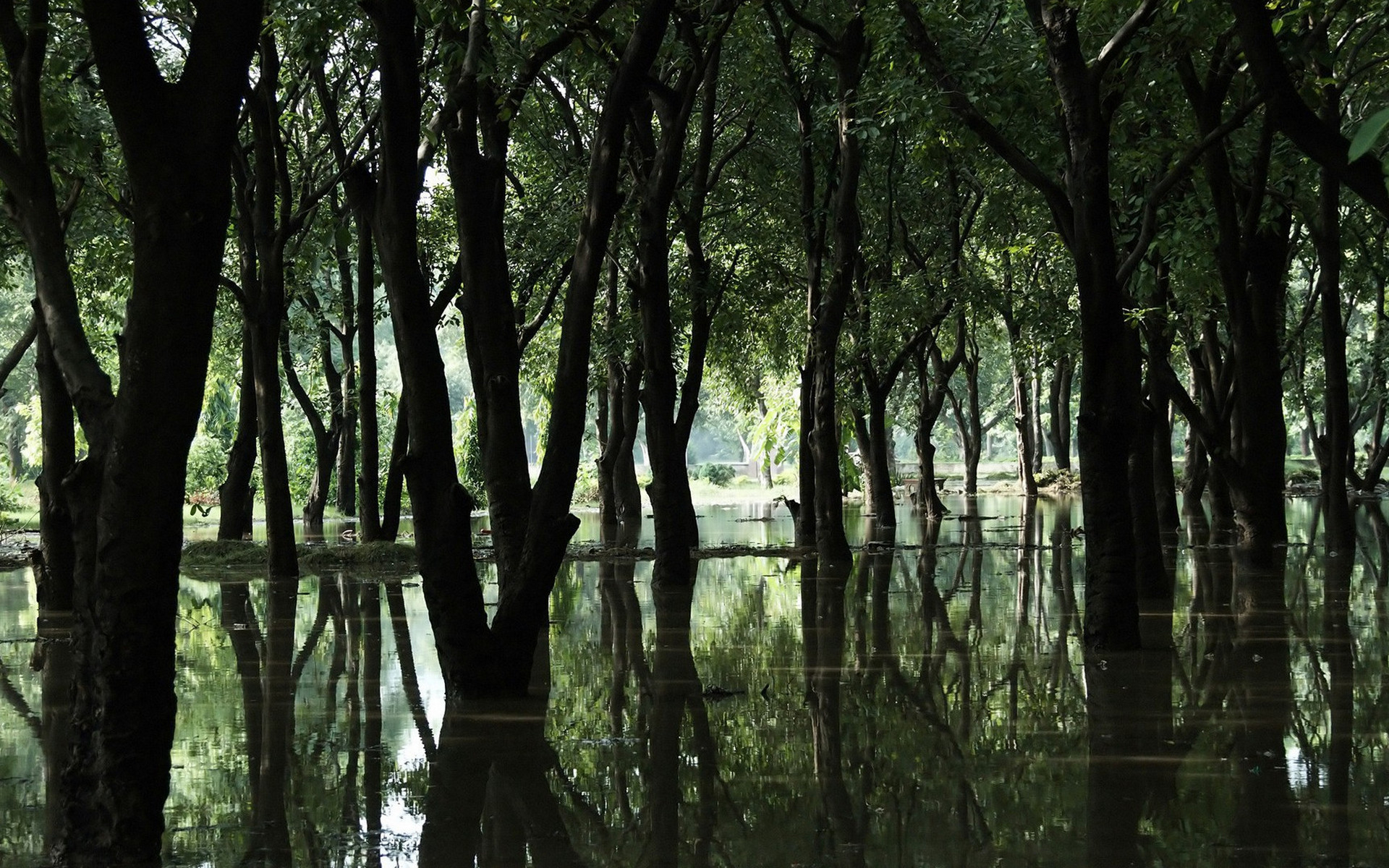 деревья отражаются в воде затопленного района