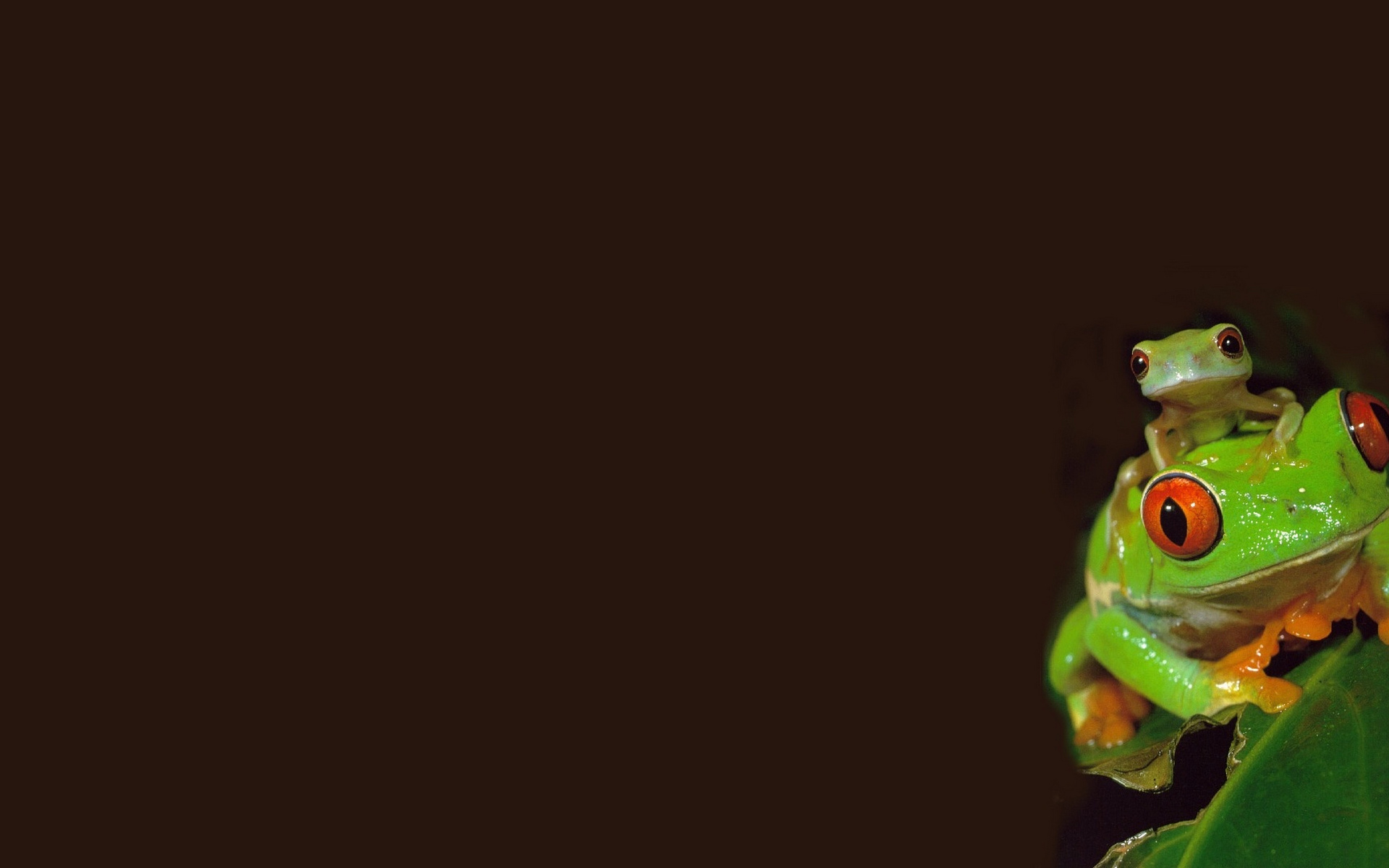 Зеленая лягушка макро бесплатно