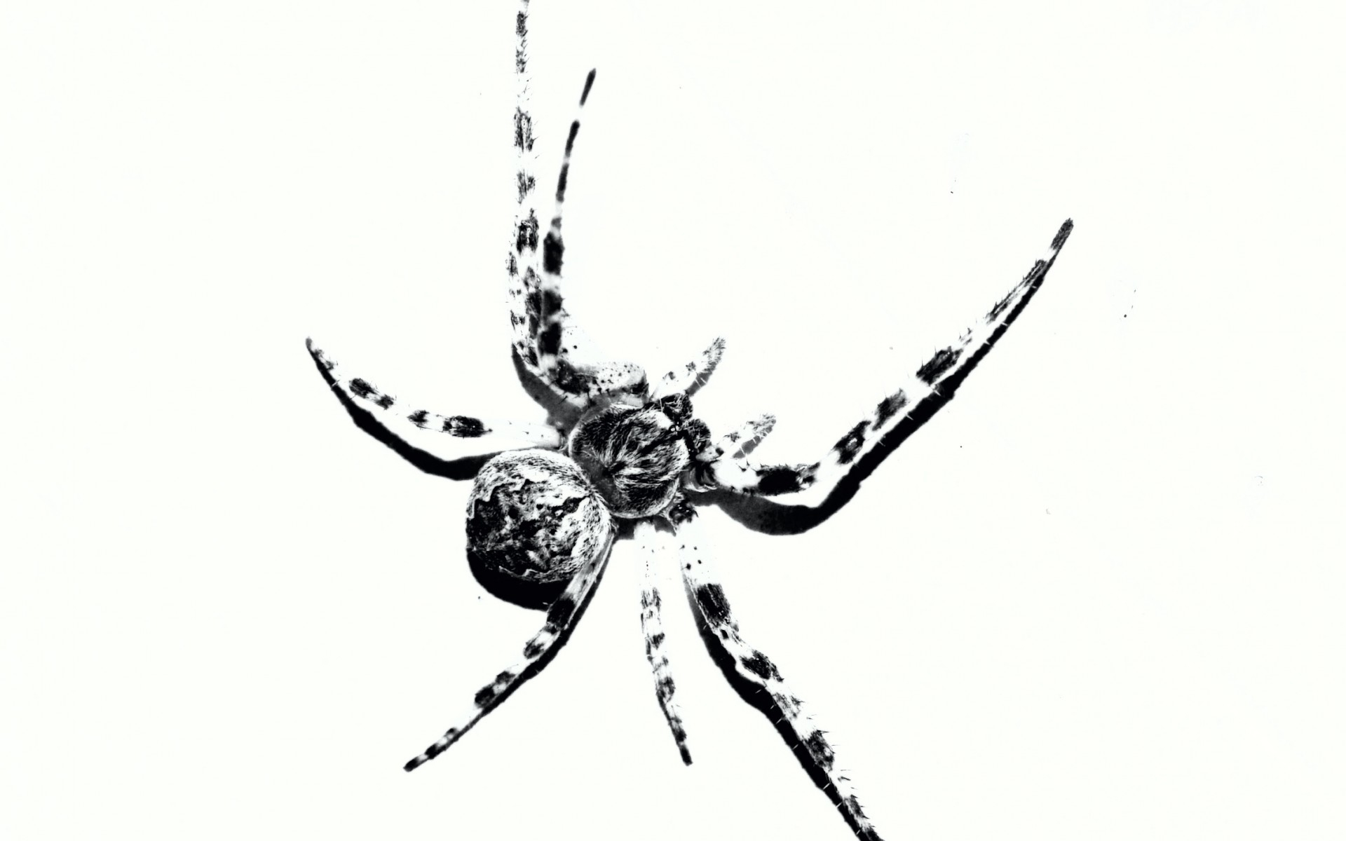 паук, web