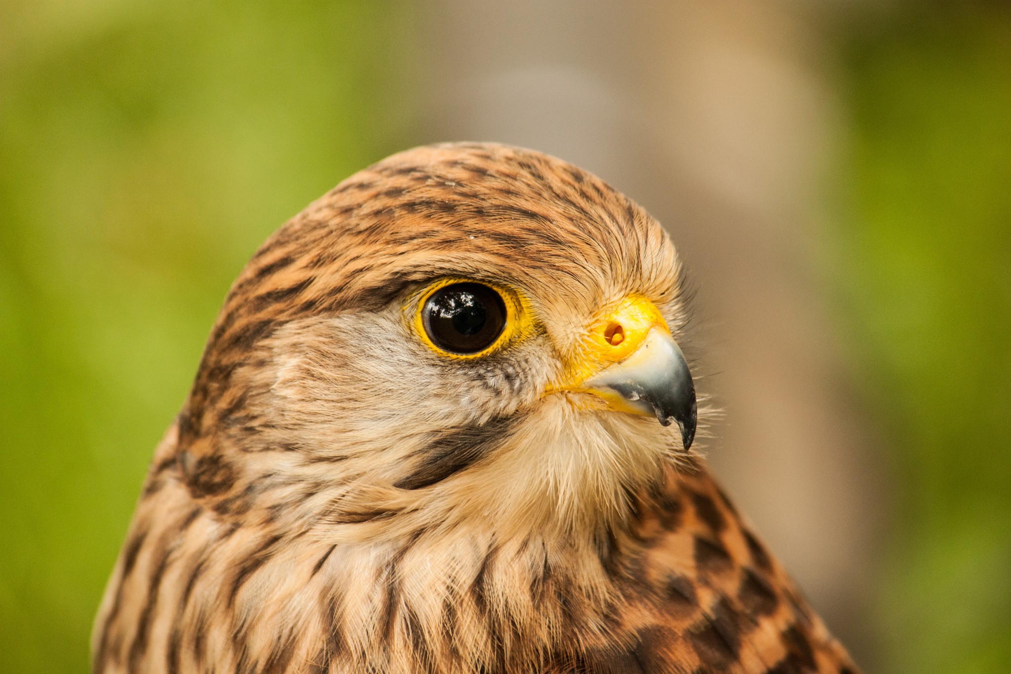kestrel