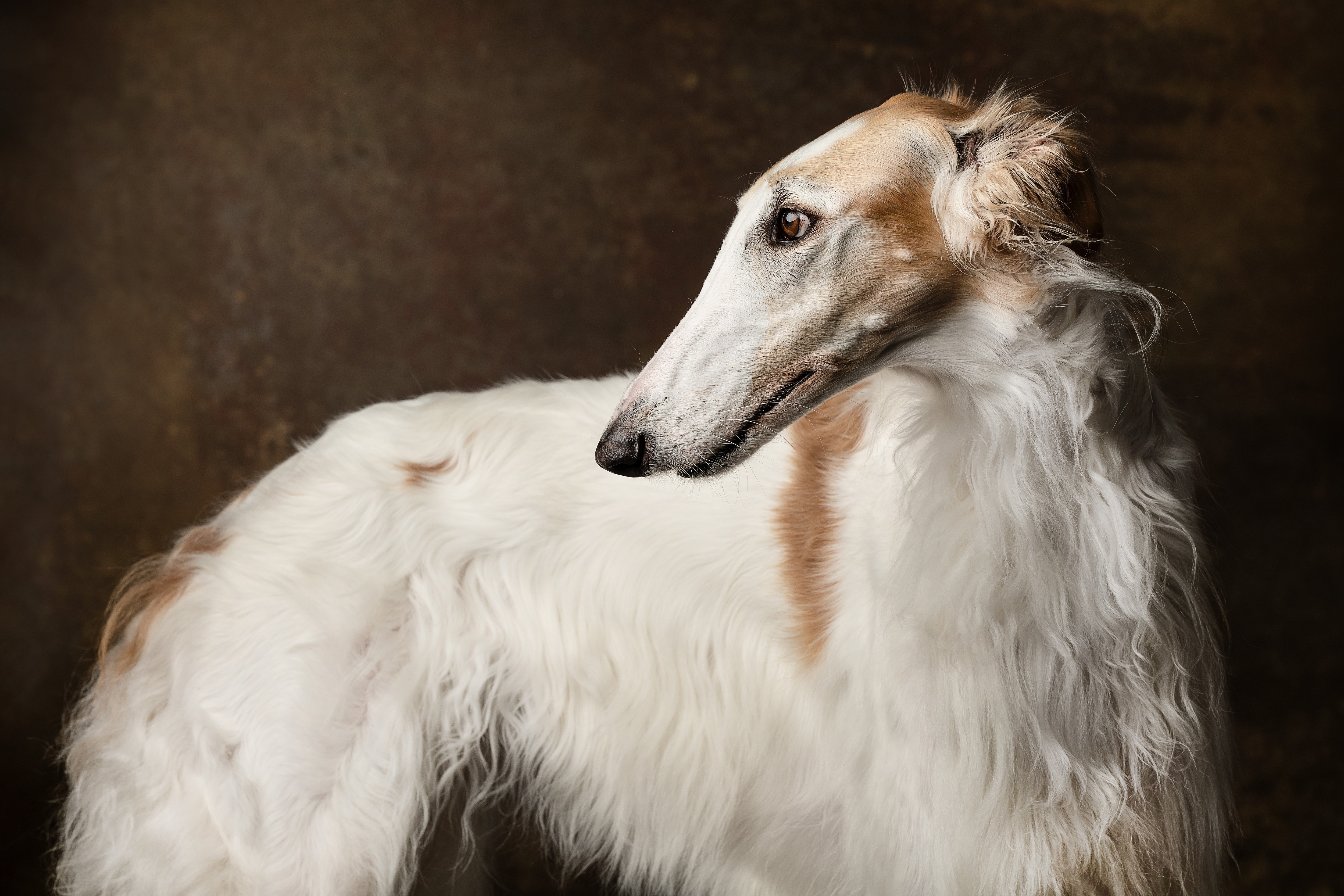 borzoi, русский