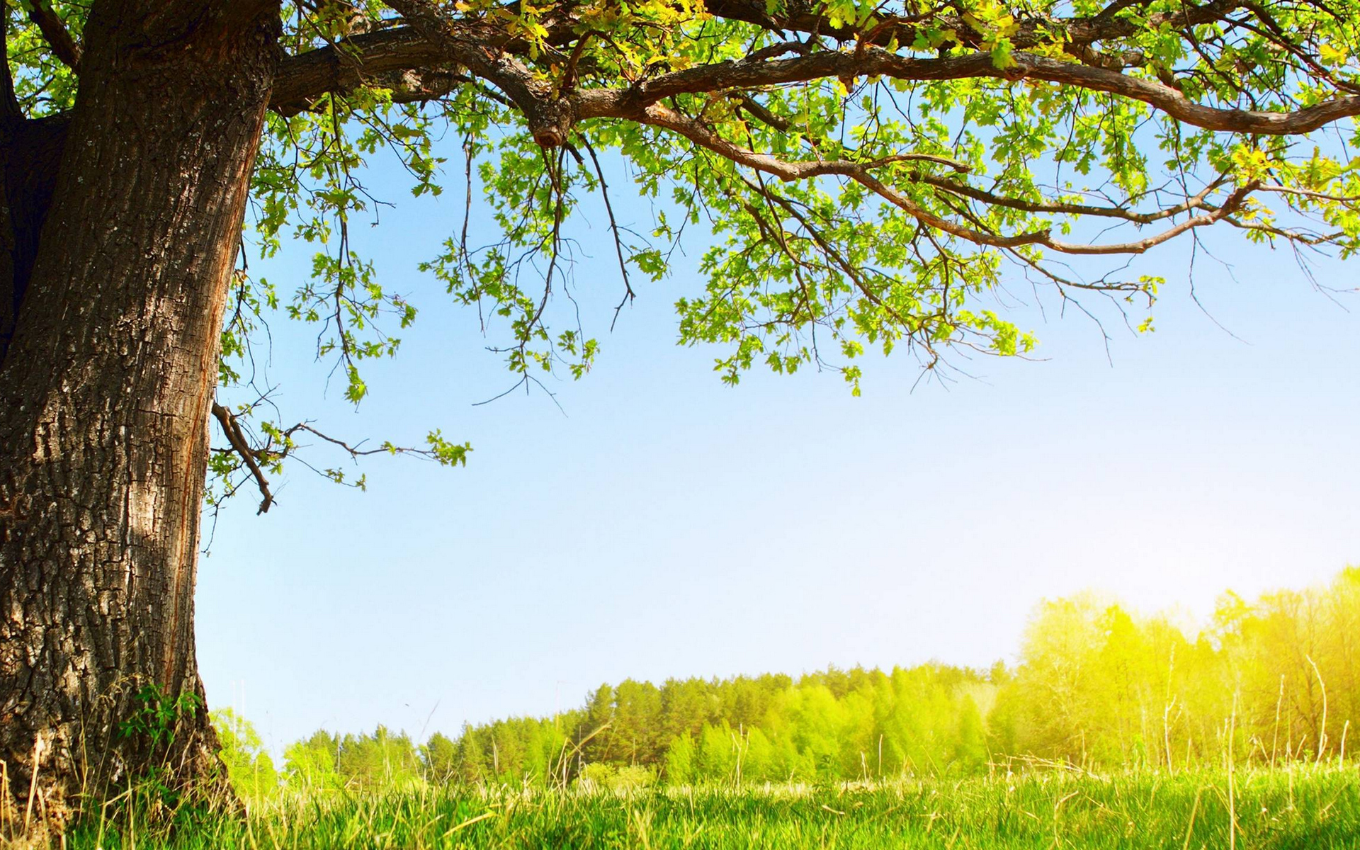 живо, под, природа