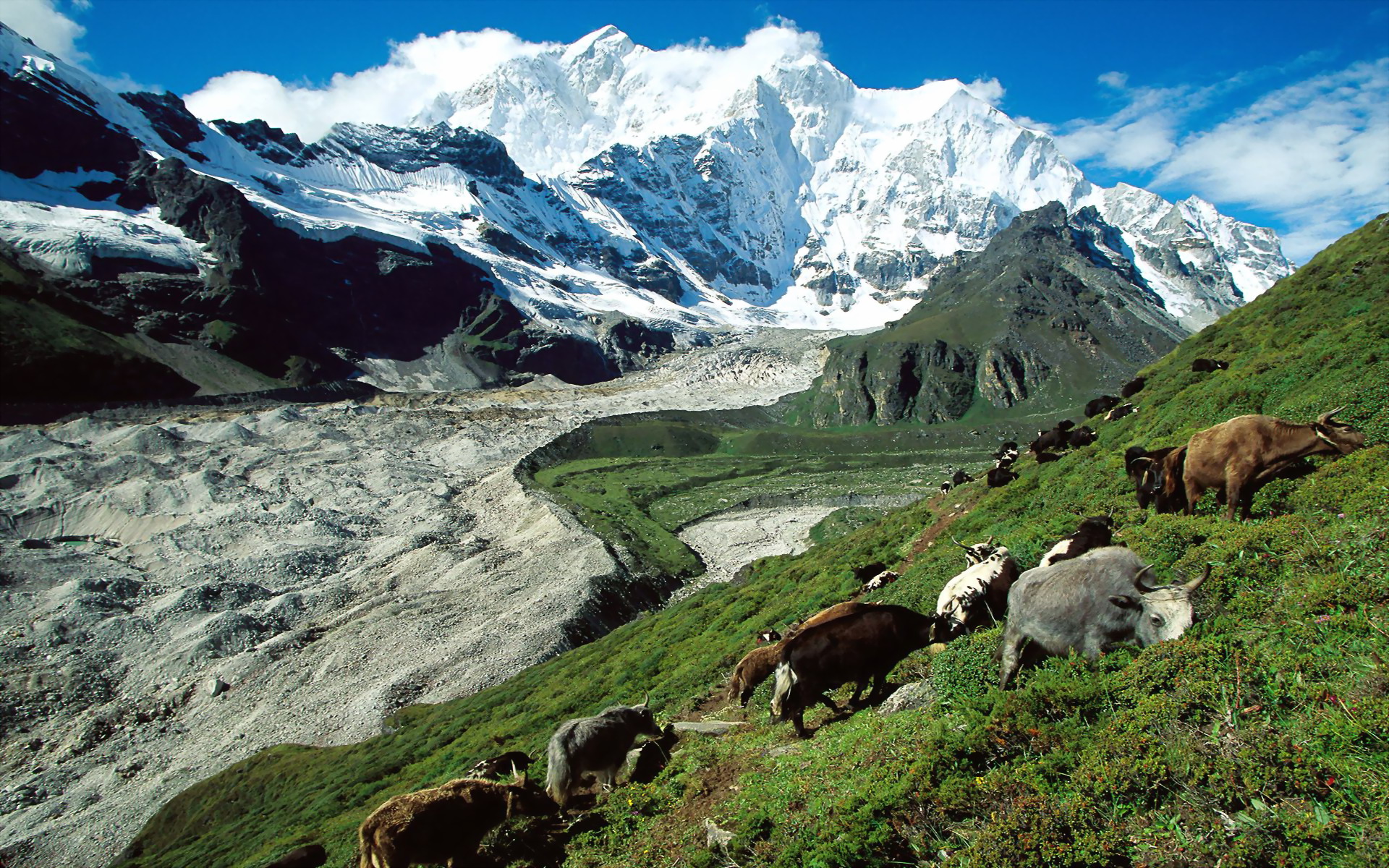 tibet, натуральные