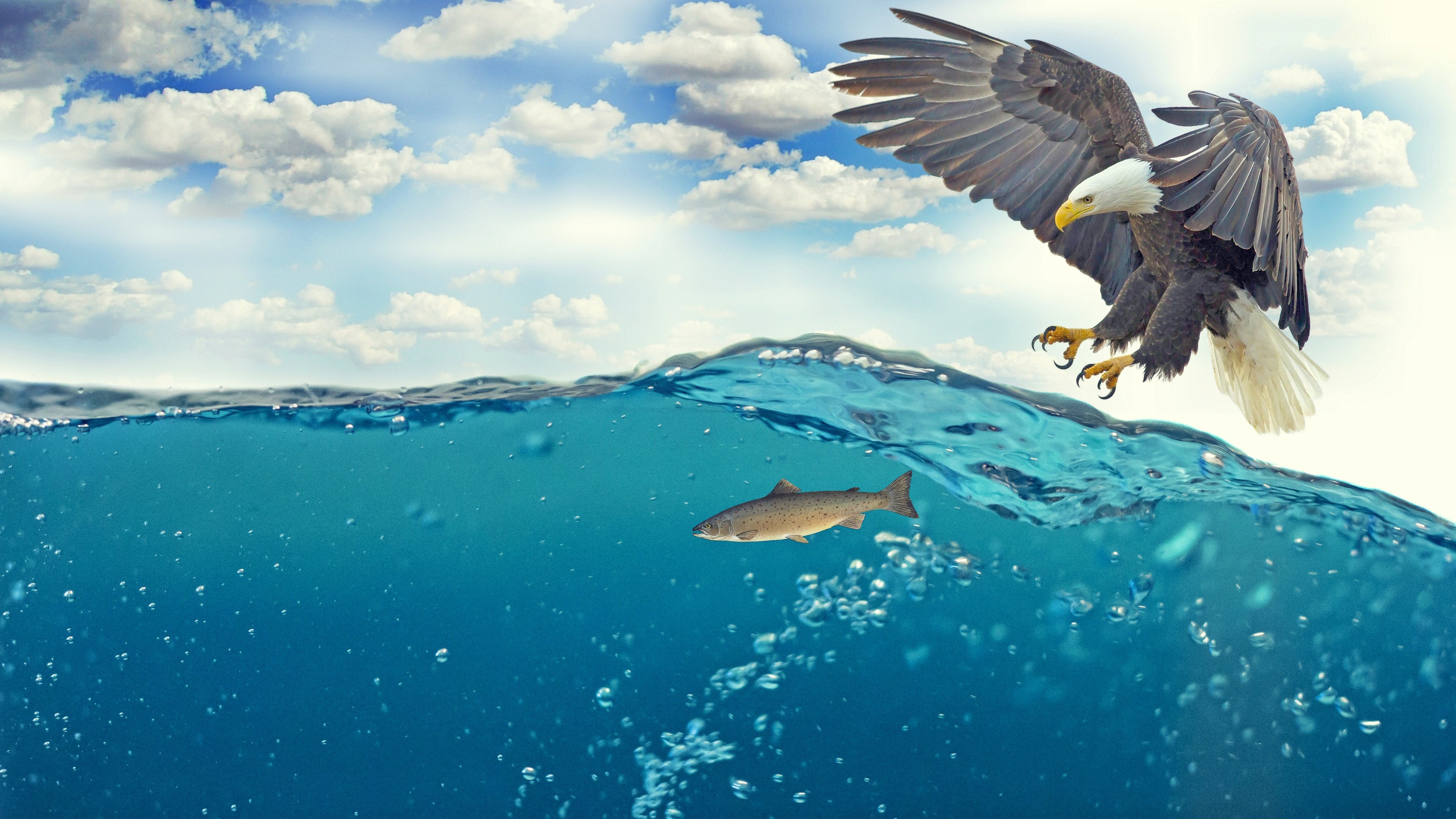 рыба, орлан, море