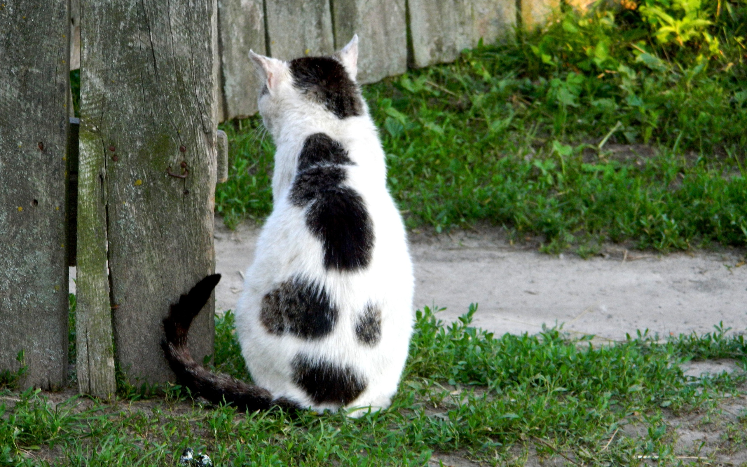 Wonderful cat. Картинки на доске кошку. Кошка из доски. Заставка на рабочий стол кошки. Кошка из доски фото.