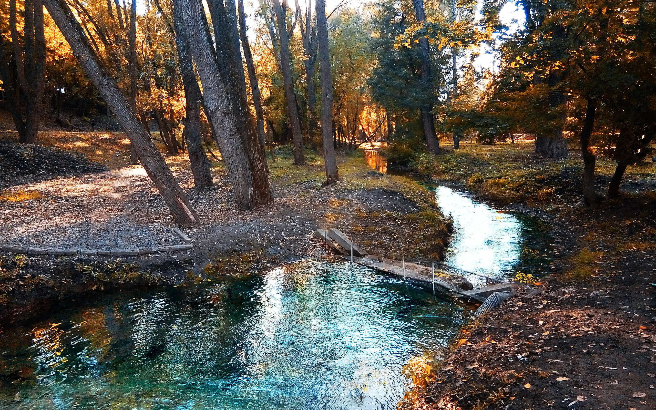 осень, овраг, саржина