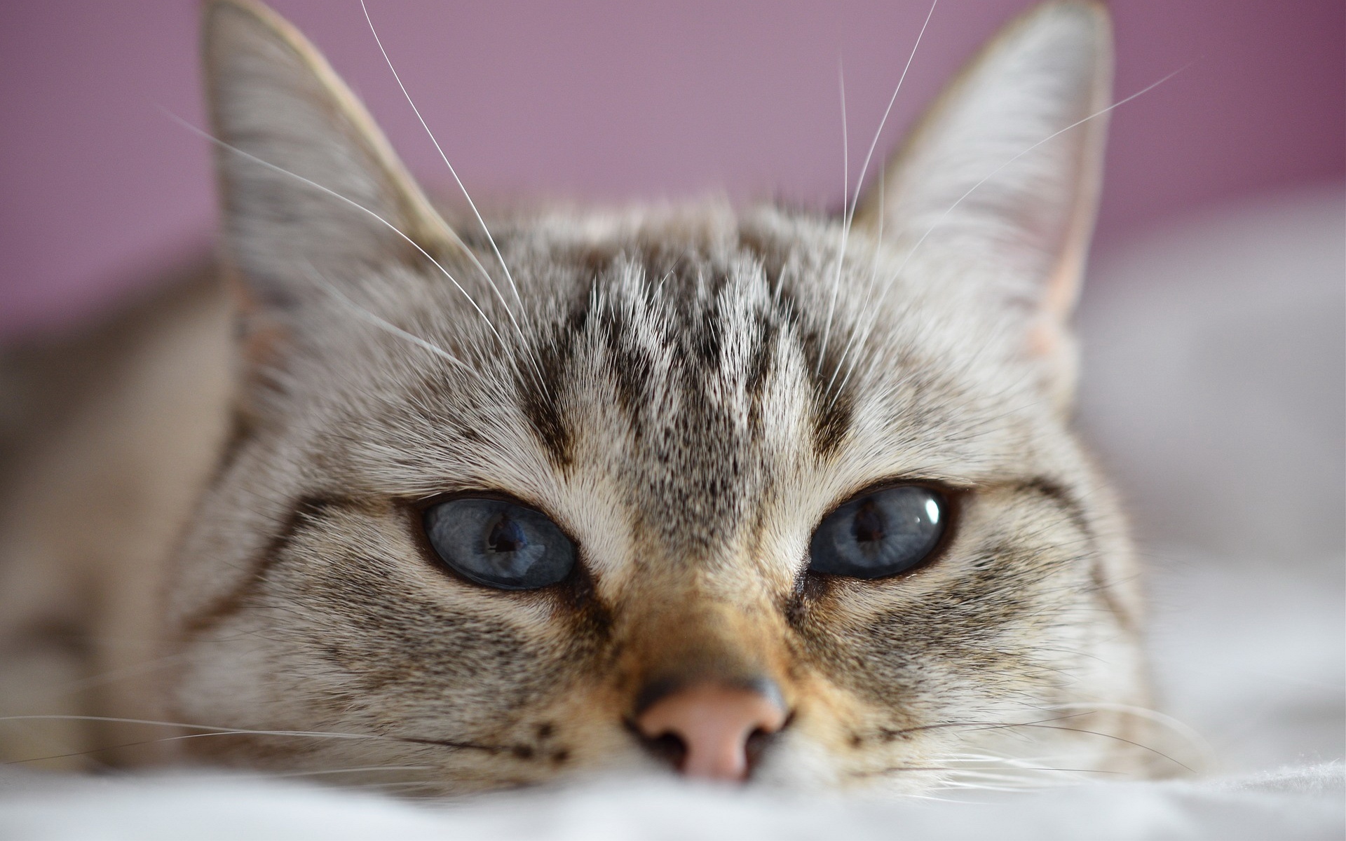 кот, глаз, синий