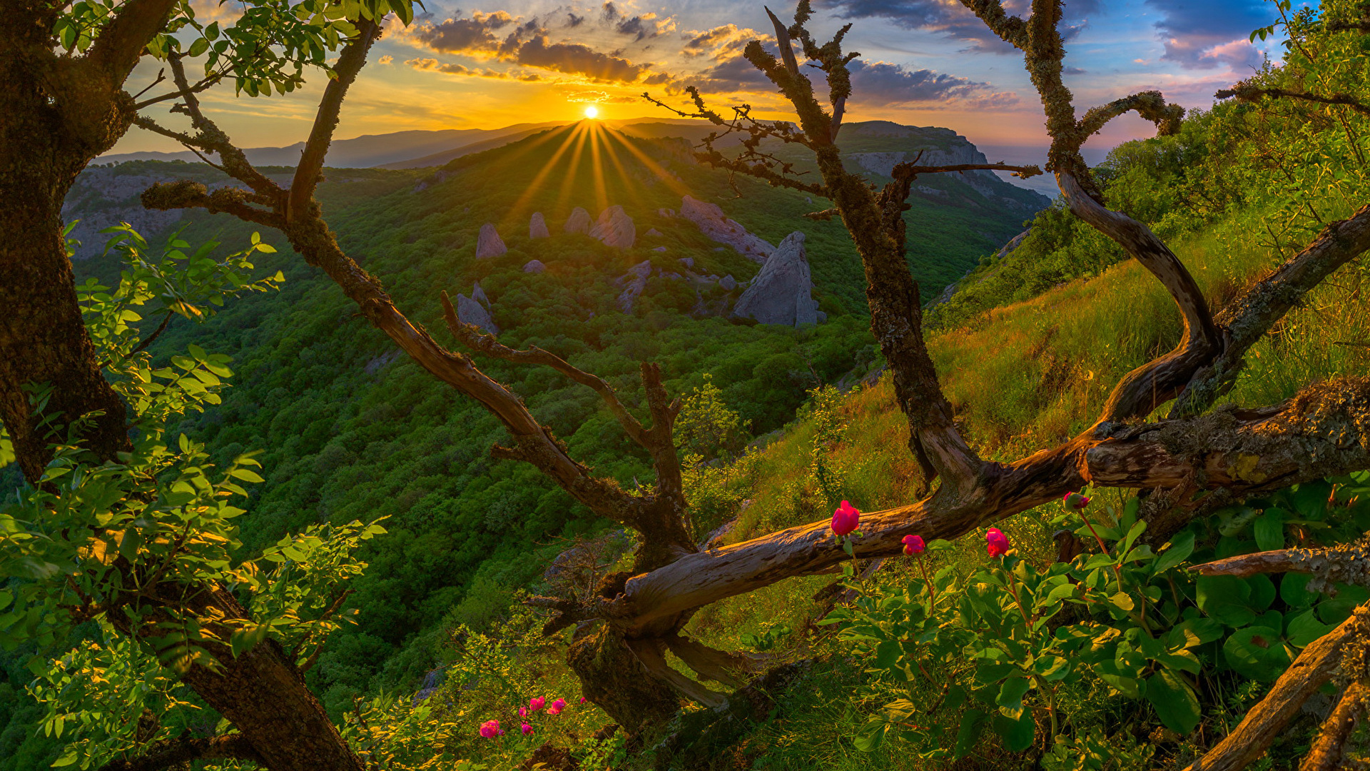 утро, род, природа