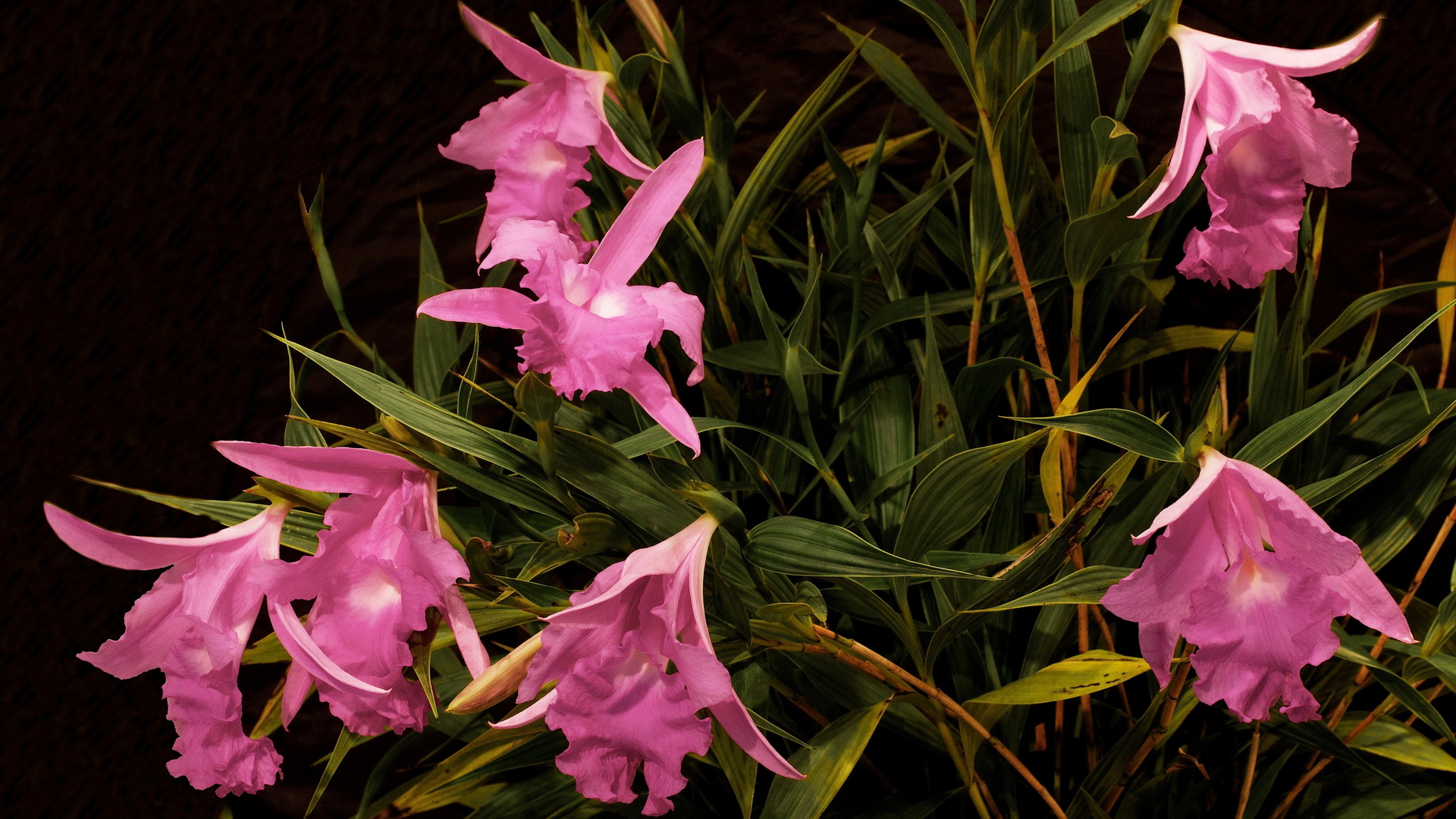 sobralia, электричество