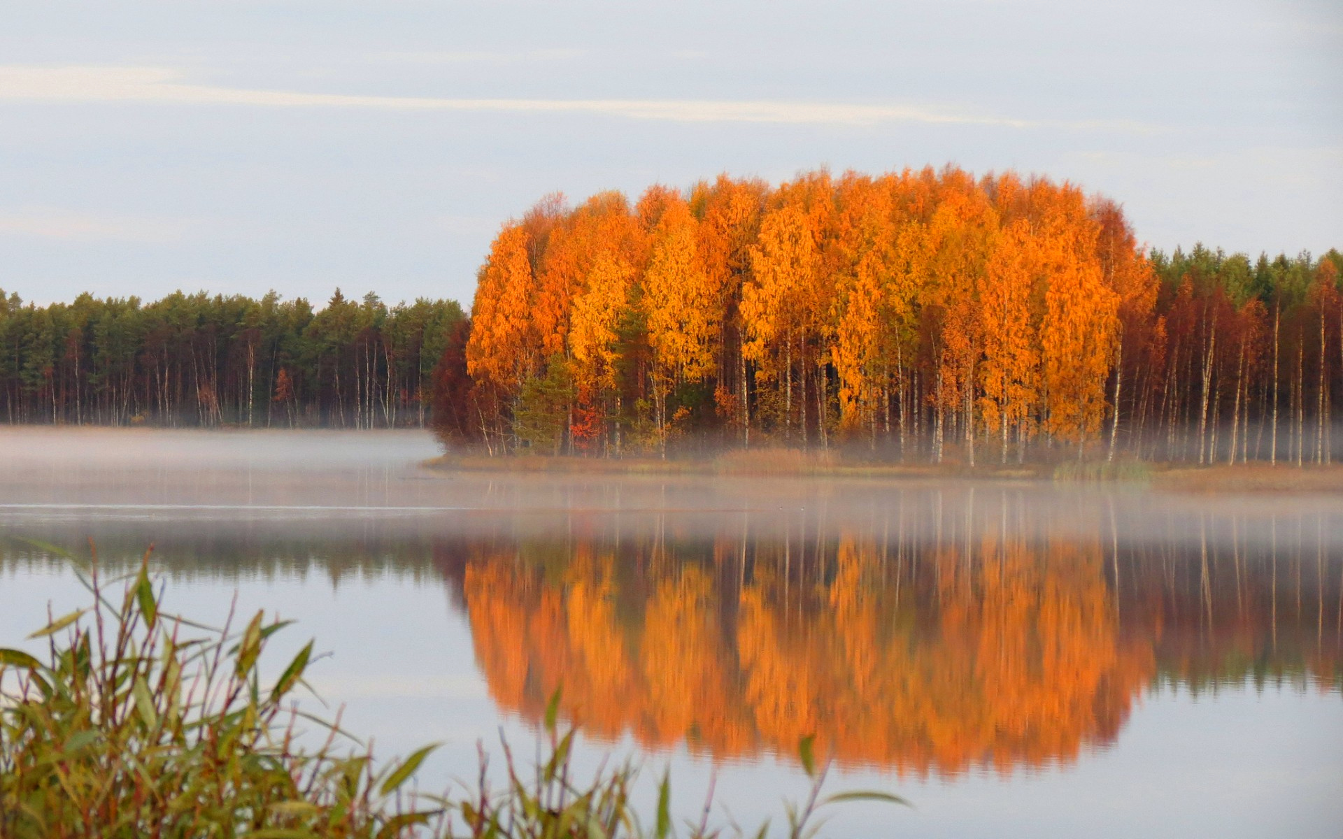 лес, индекс, осень