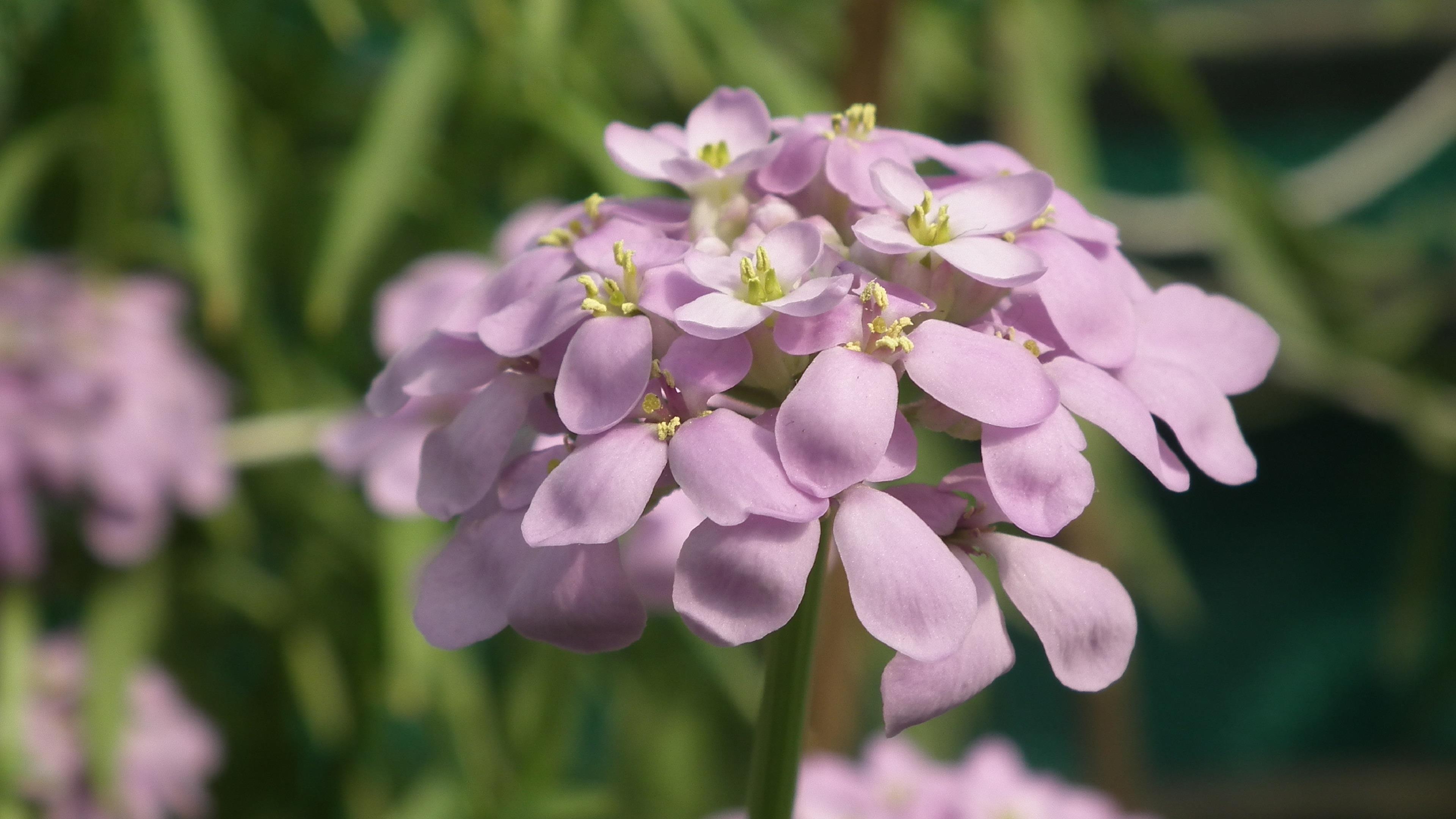 alyssum, que
