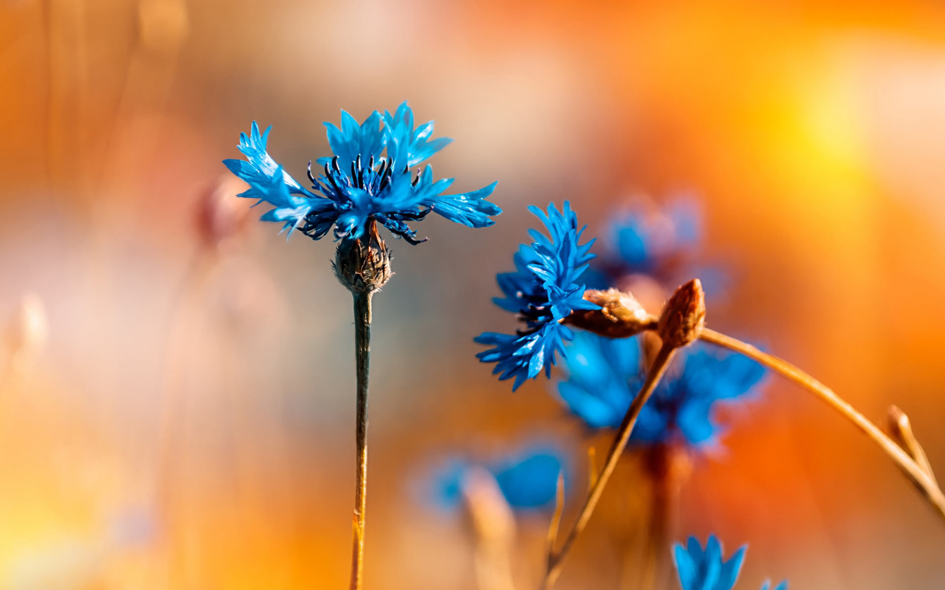 knapweed