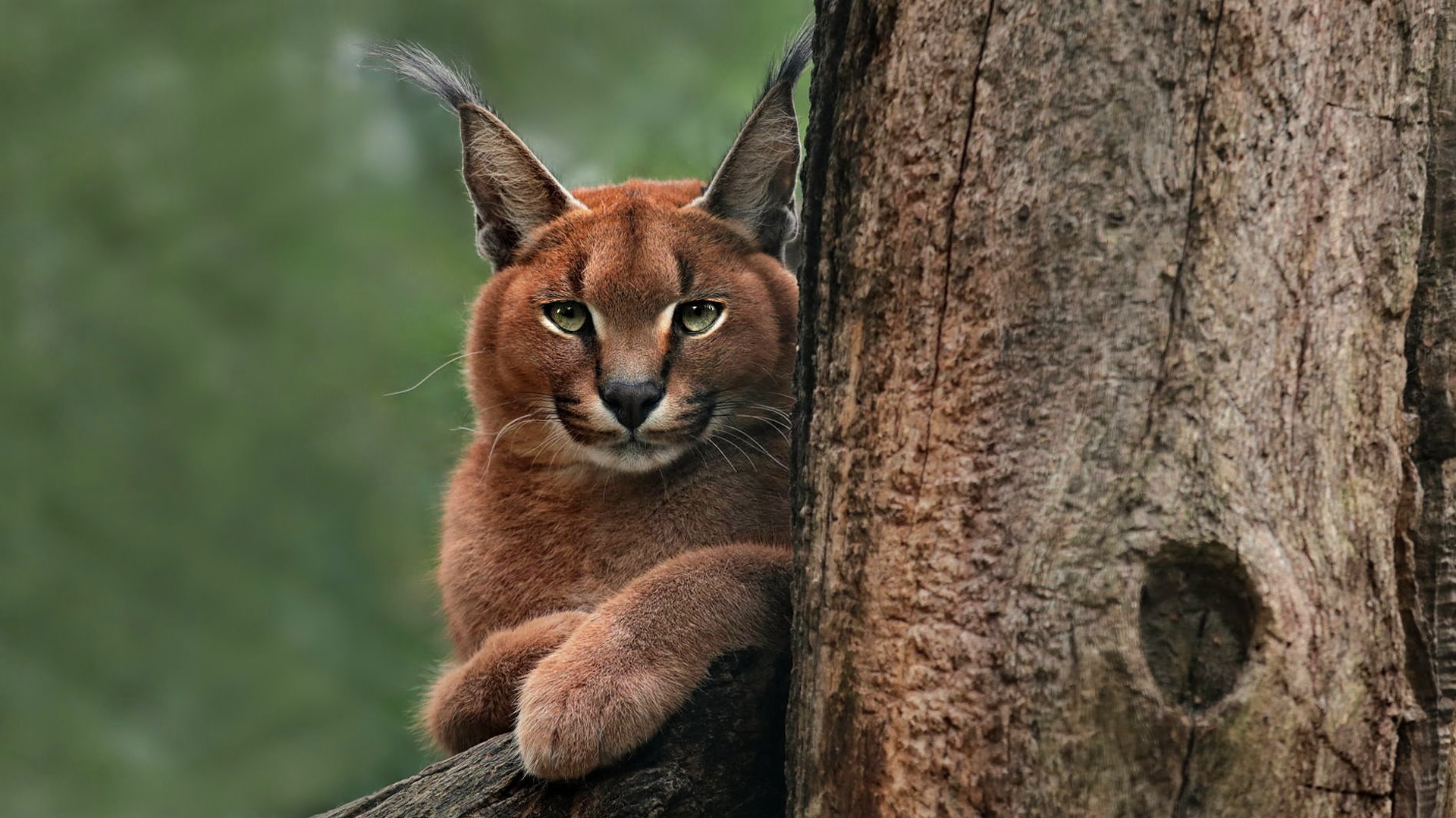 каракал, кот, дикий