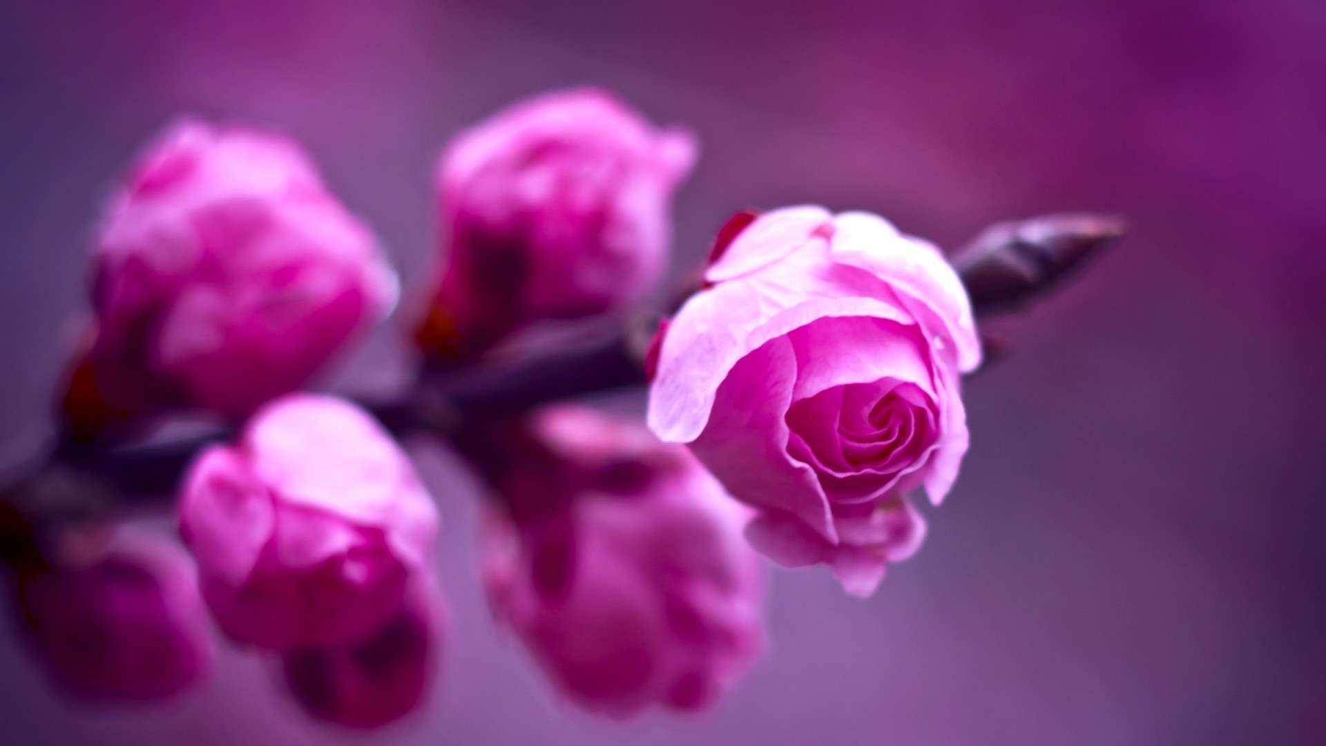 весна, весеннее, утро