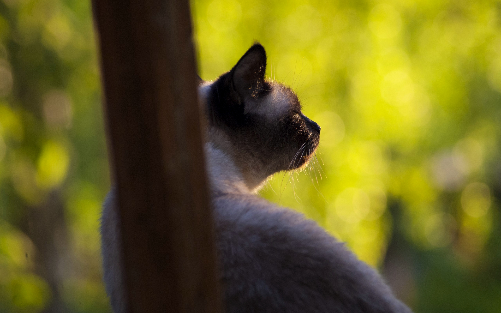полные, кошки