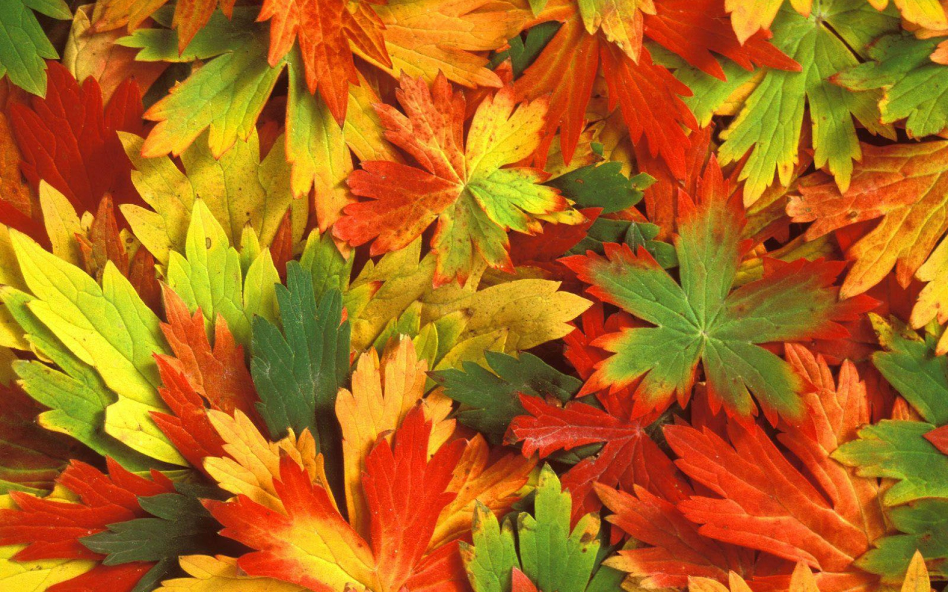 12310 Разрешение 1920x1200
