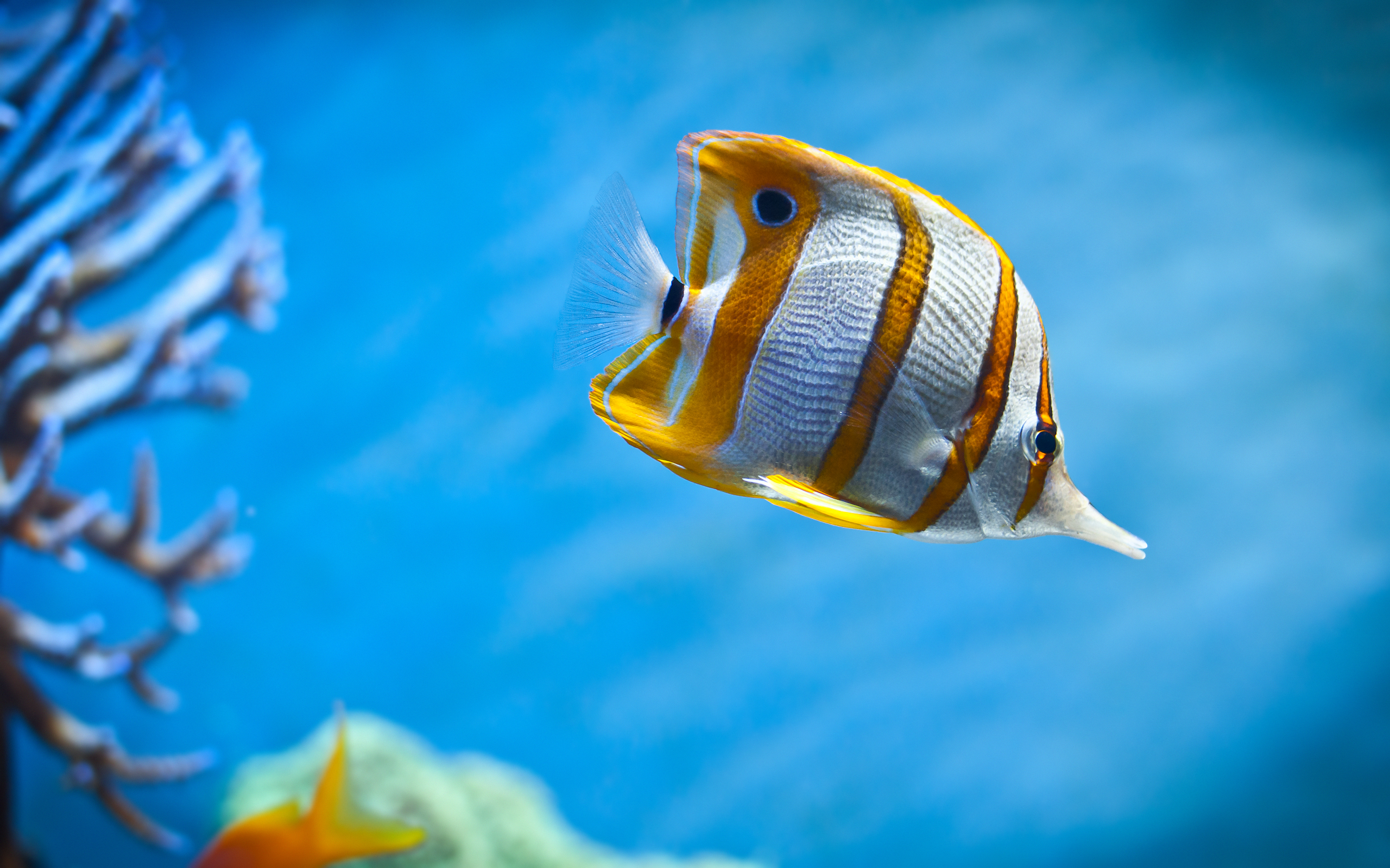 fish, red, white