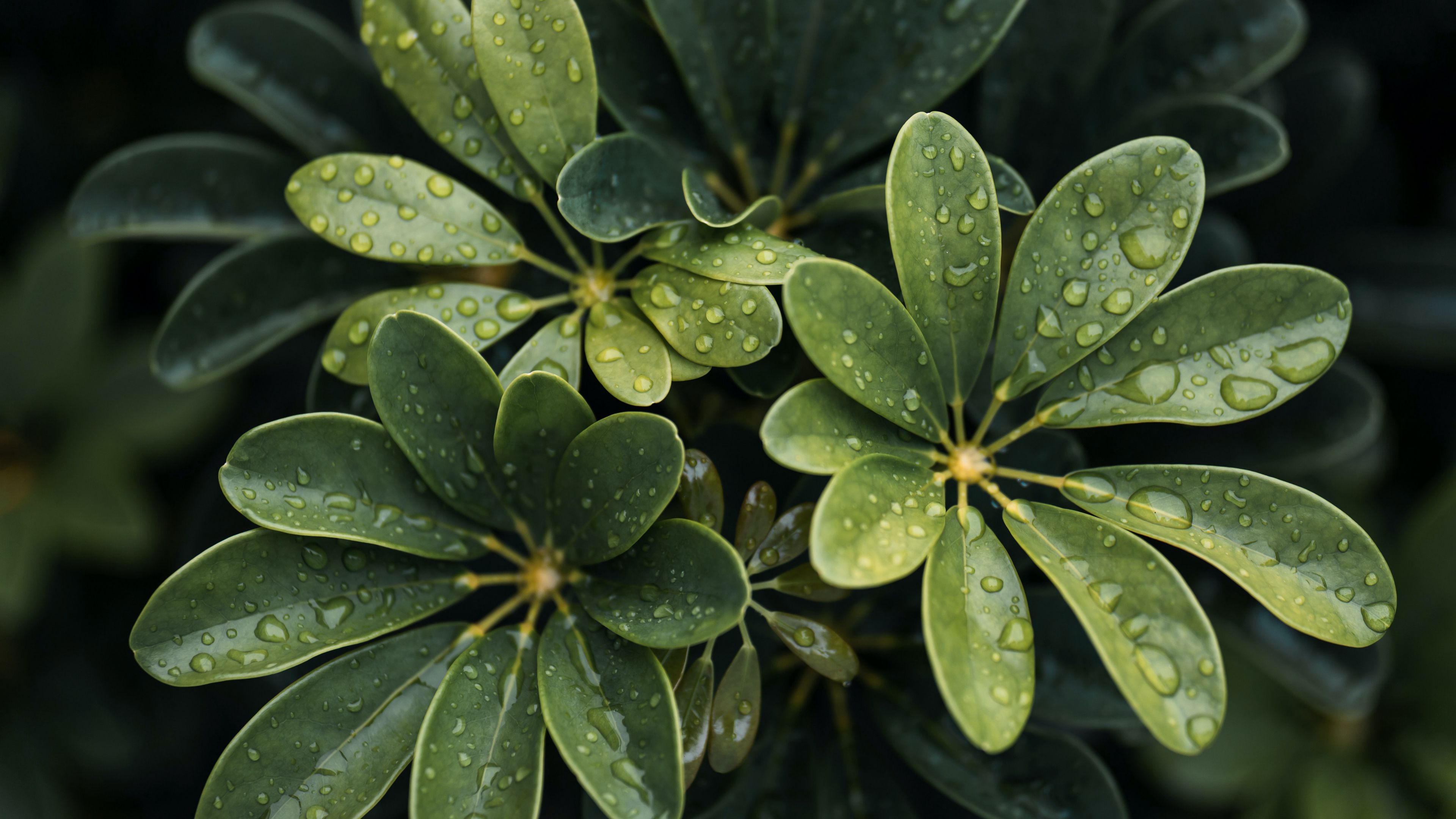 зелёный, leaf, drop