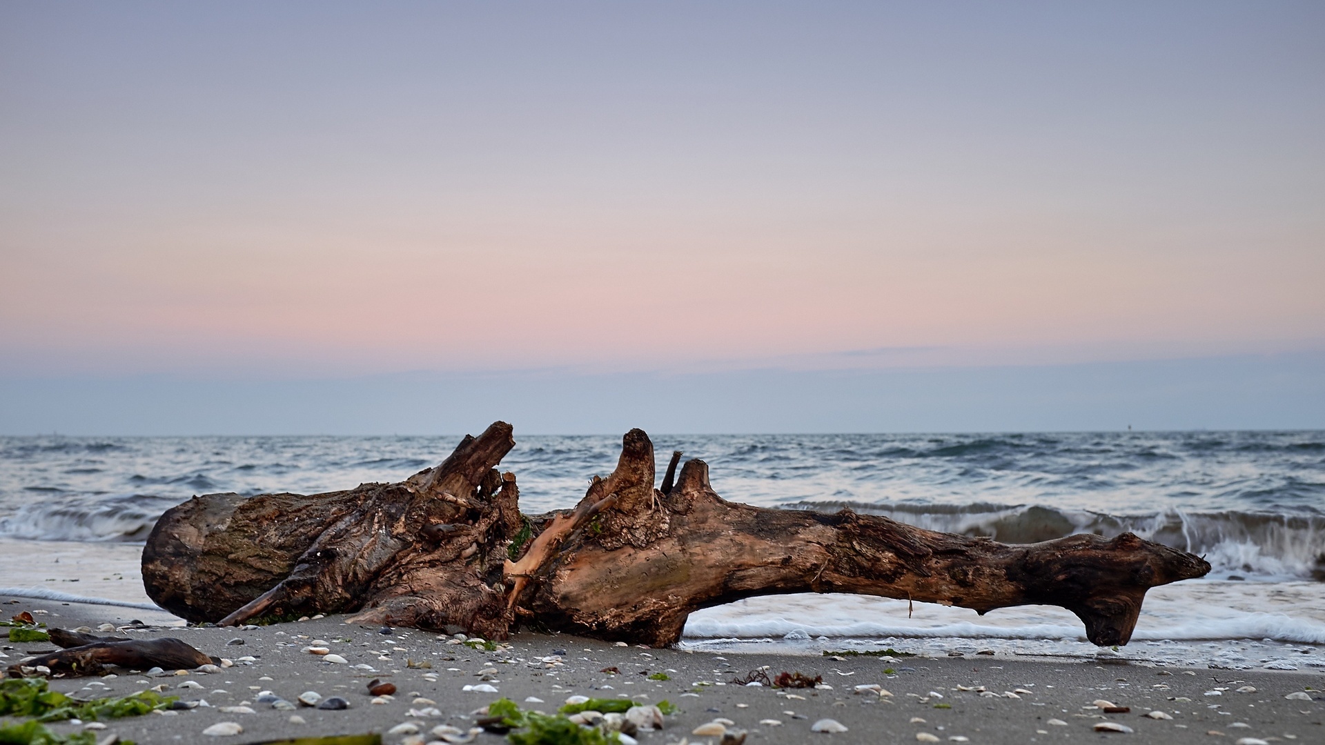 на пляже есть большой кусок дрейфа