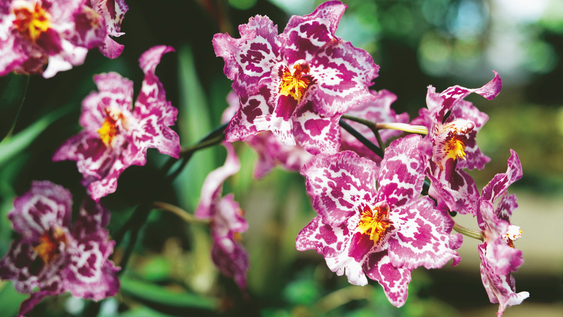 цветы, обои