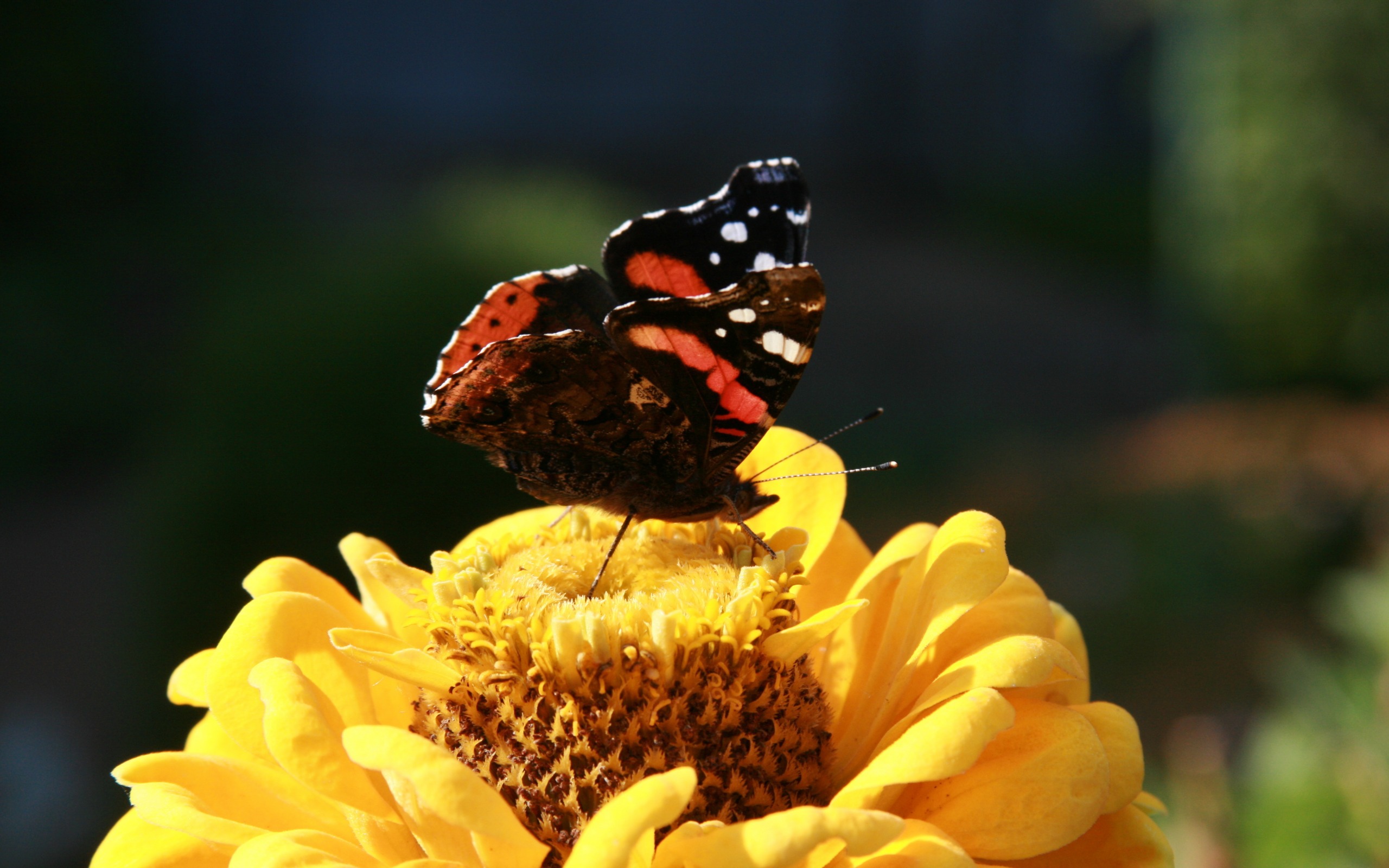 макро, коллекция