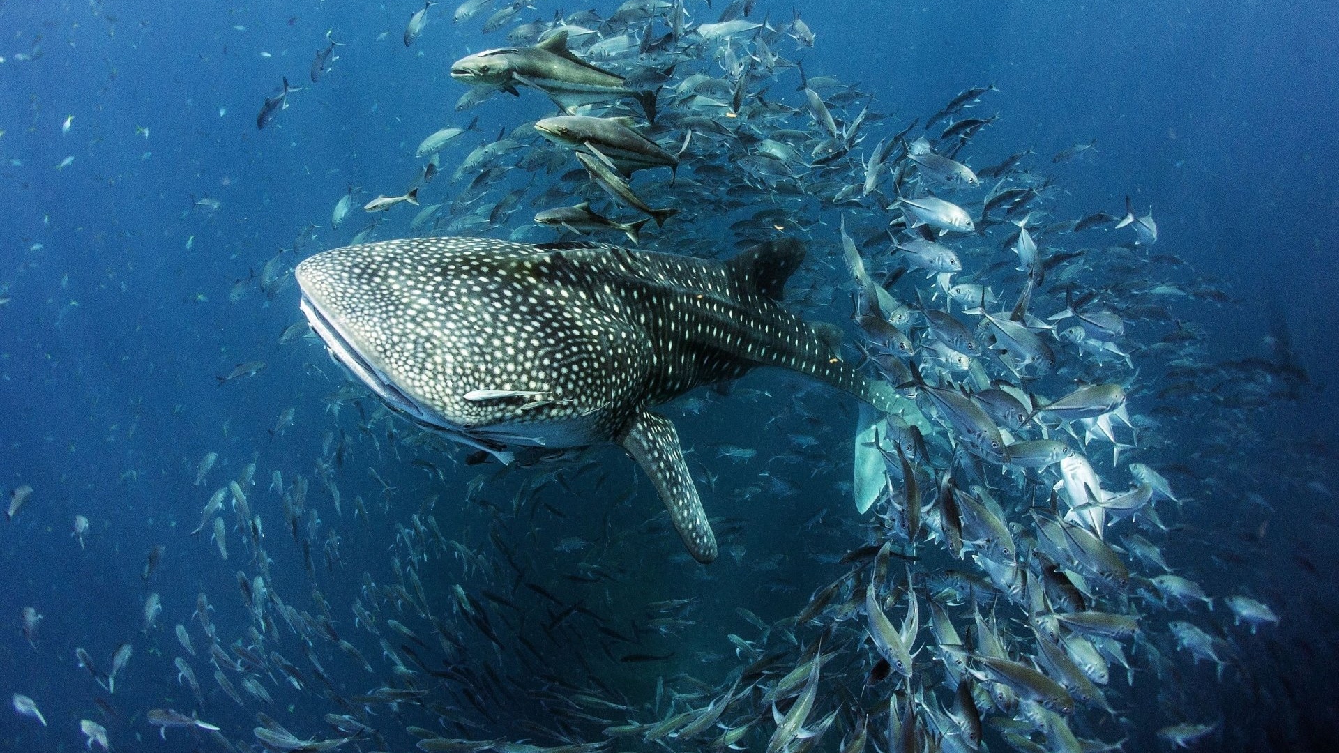 фотограф, миро, diving