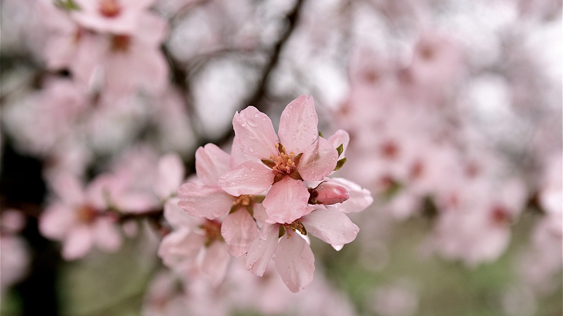 есть рядом розовый цветок на дереве