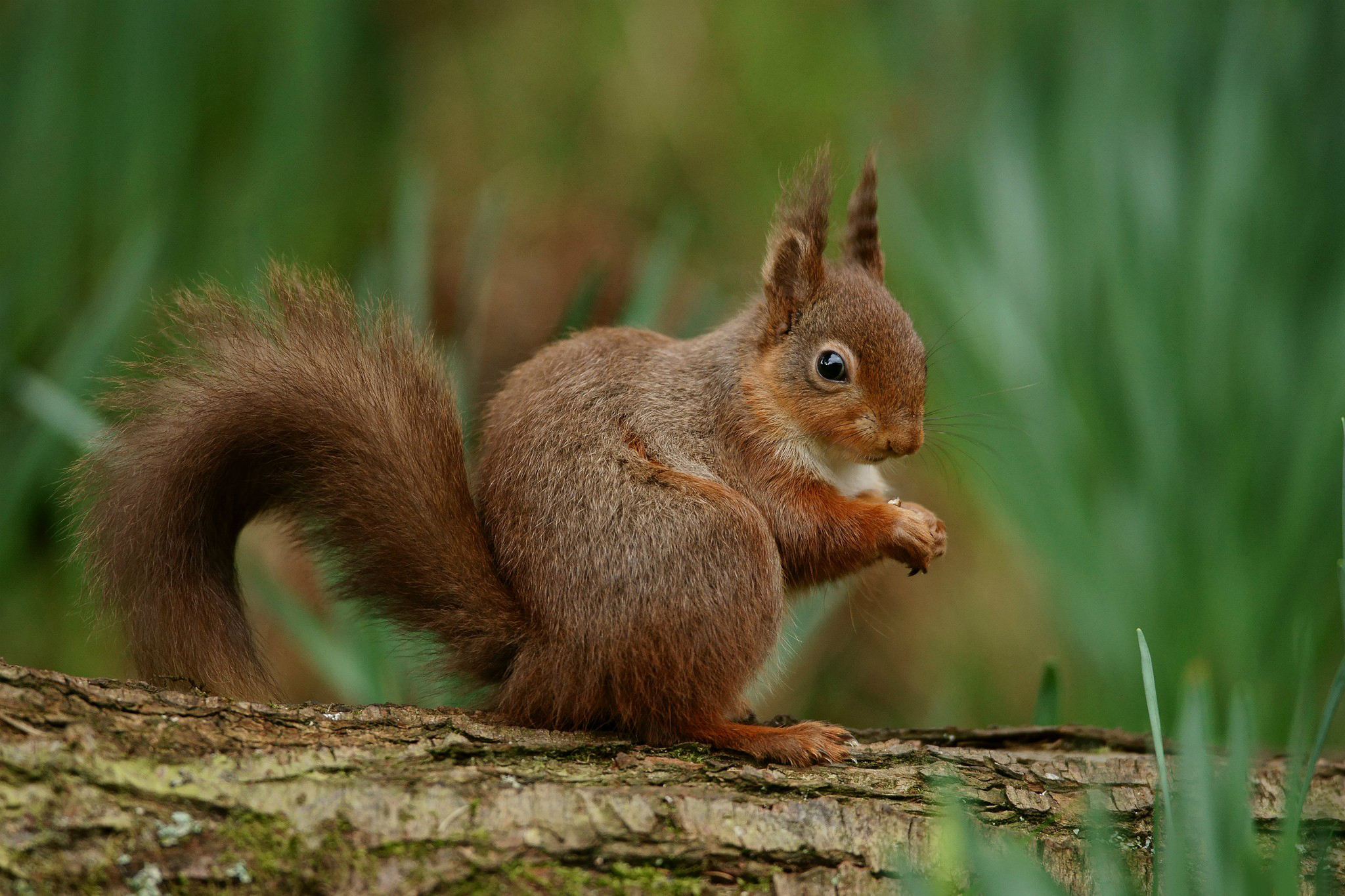 животные, весна