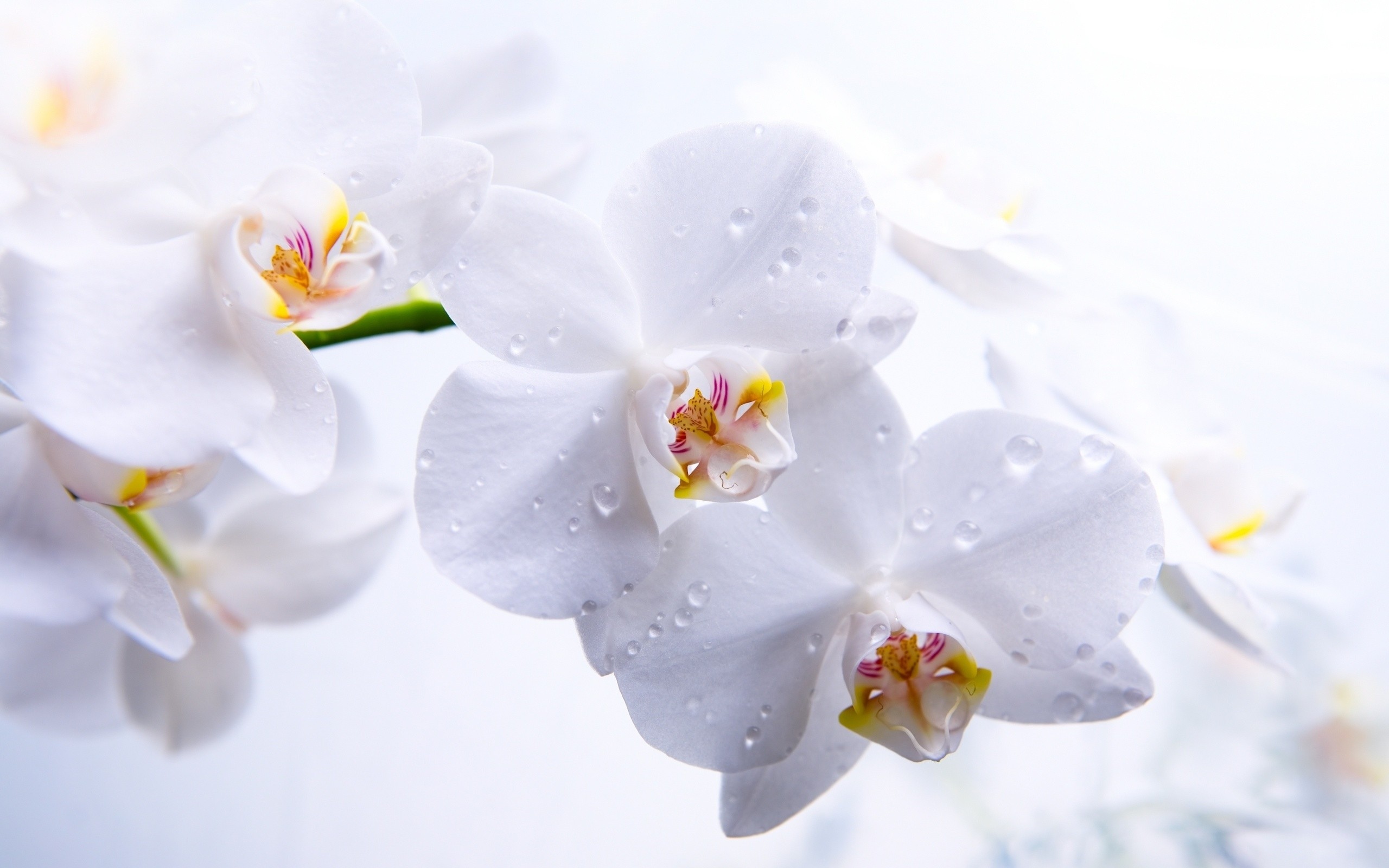 Лихтенштейн белый цветок скачать
