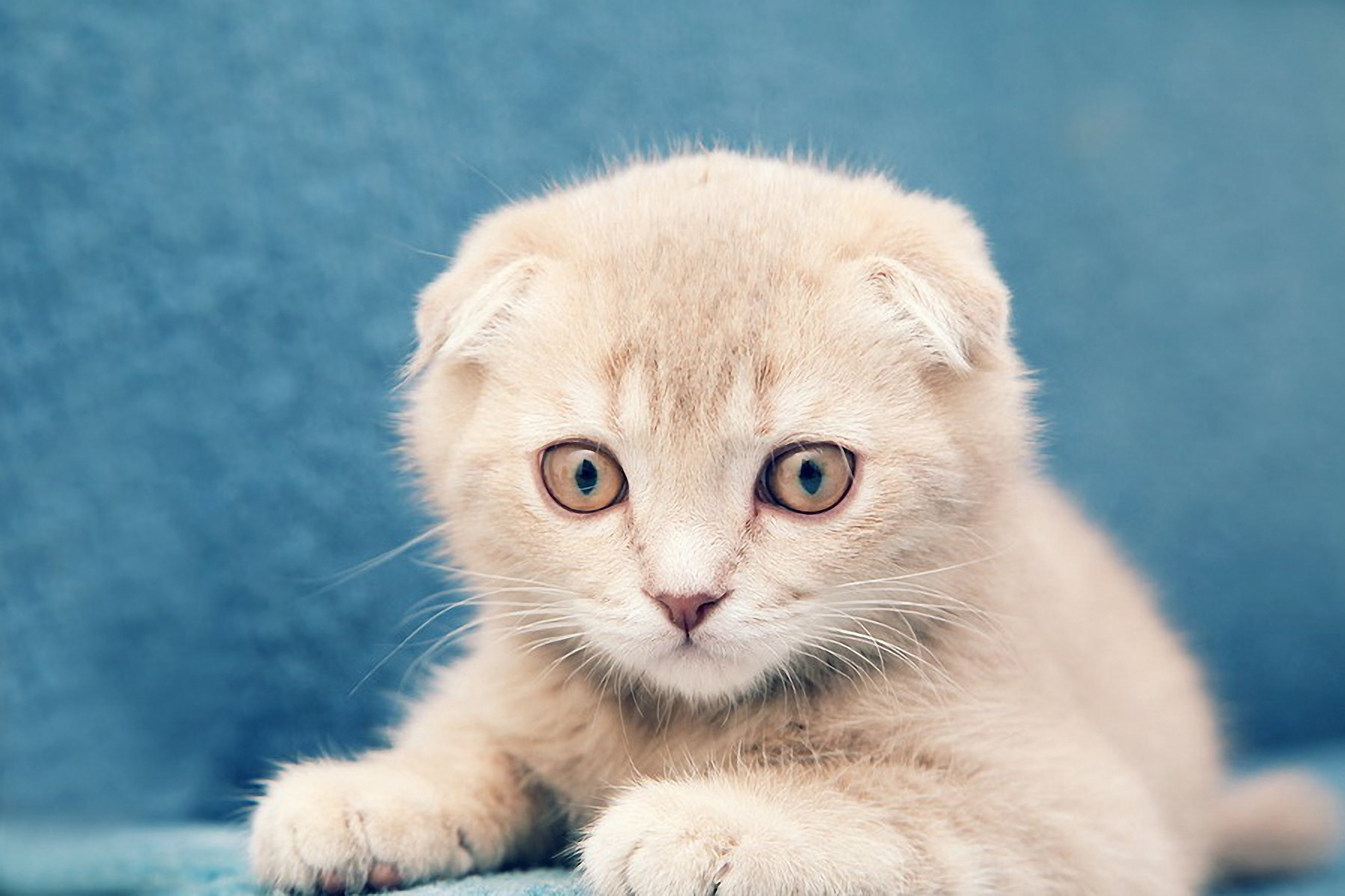 кот, котенок, вислоухий