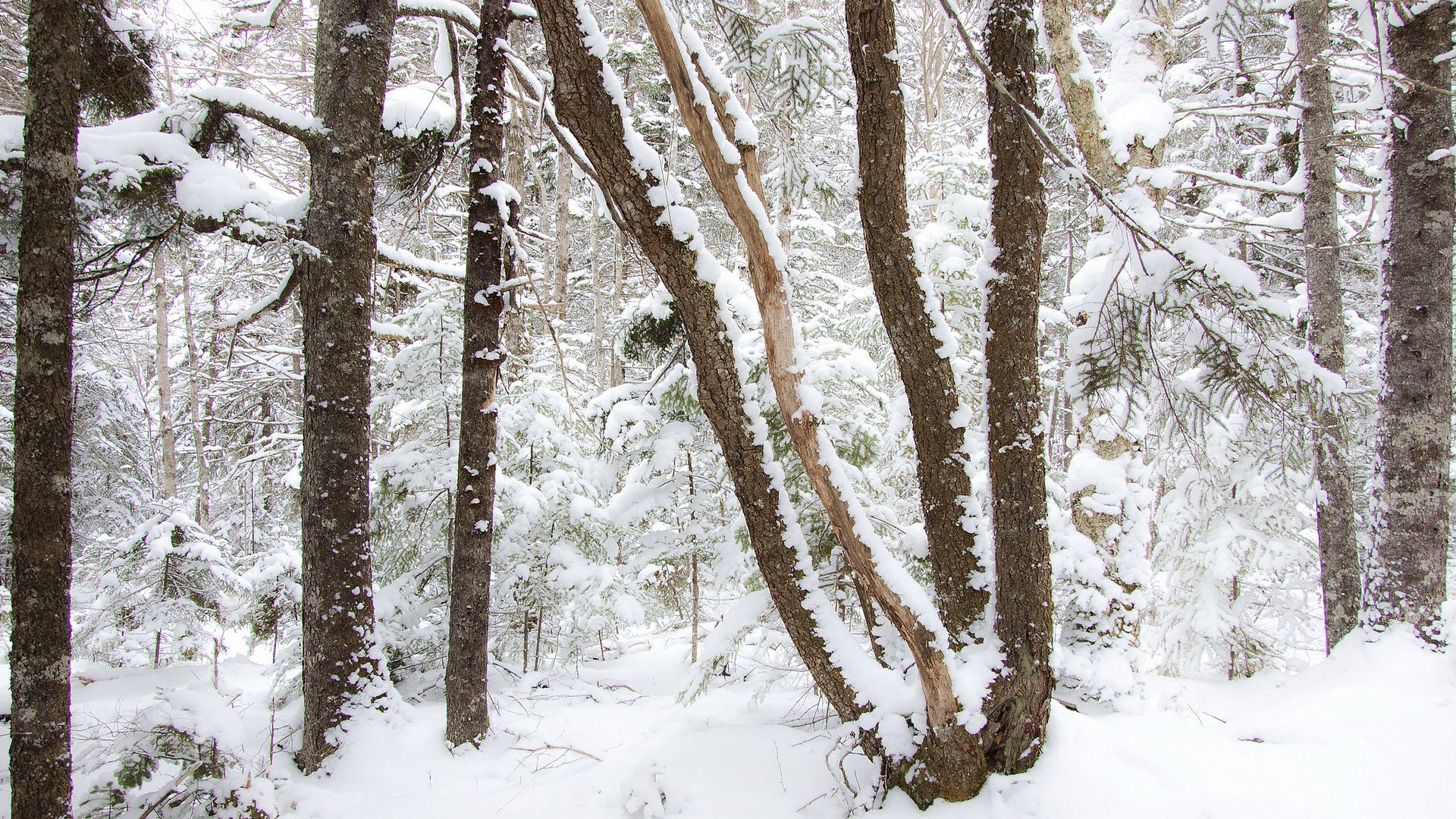 свитер, музыка, олень