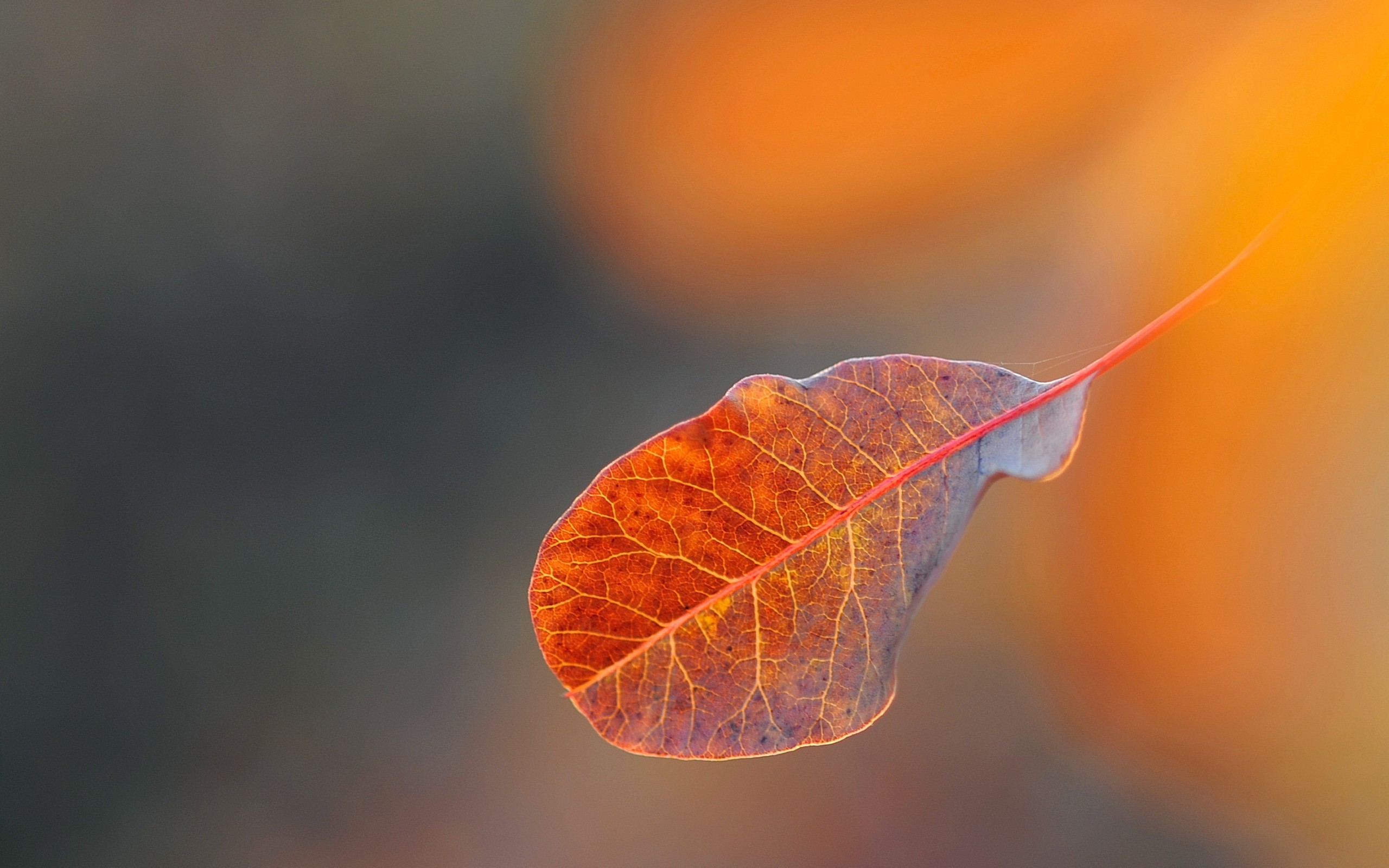 лист падает