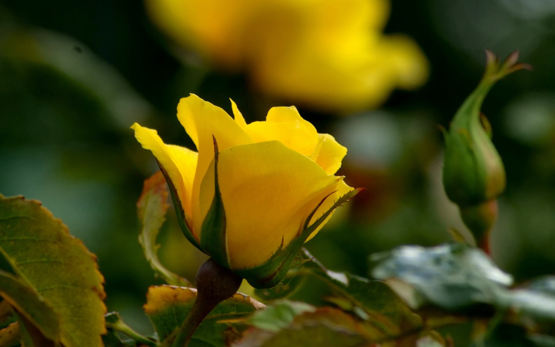 rosa, parede, amarela