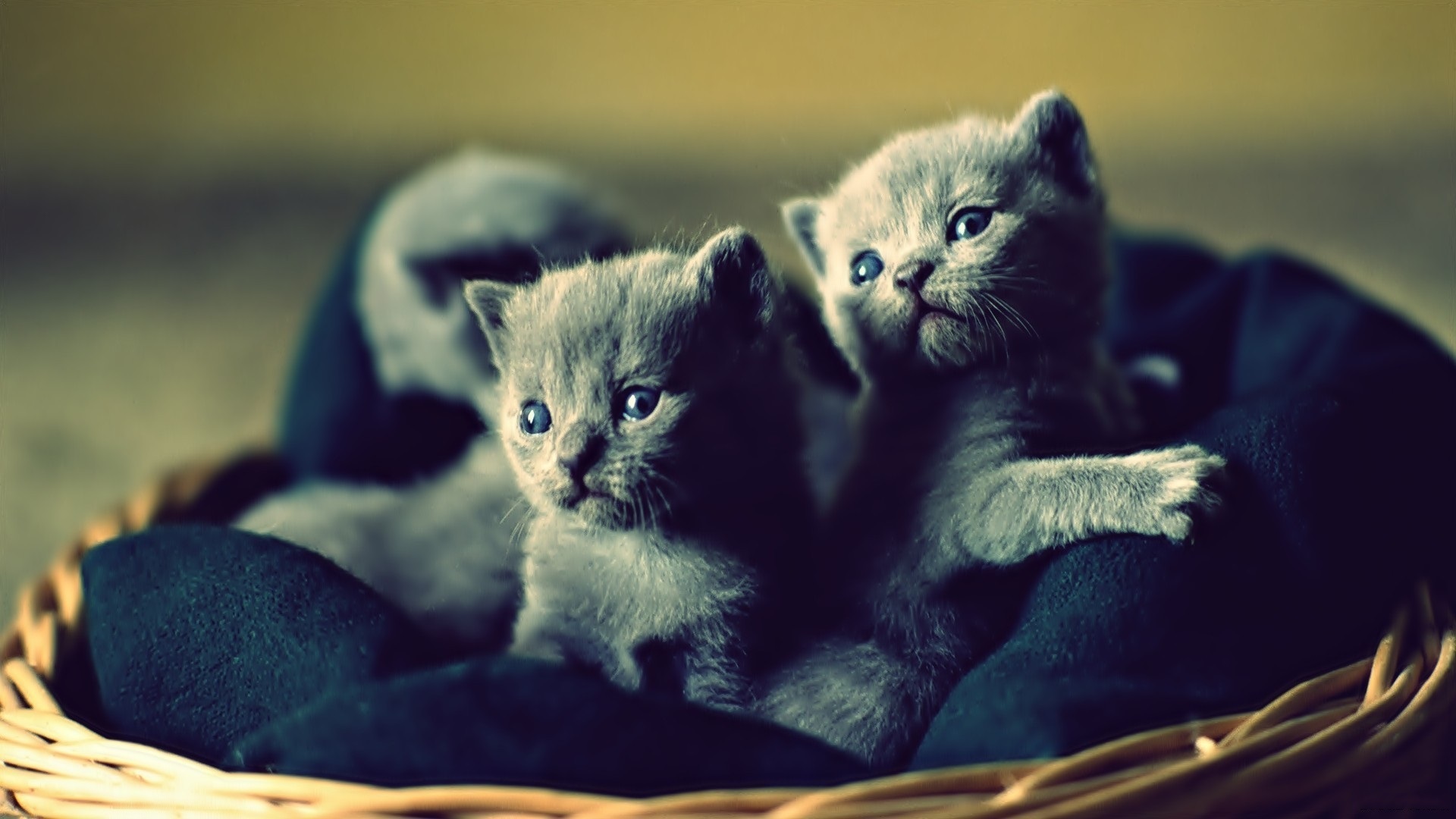 котята, кошки, вислоухие