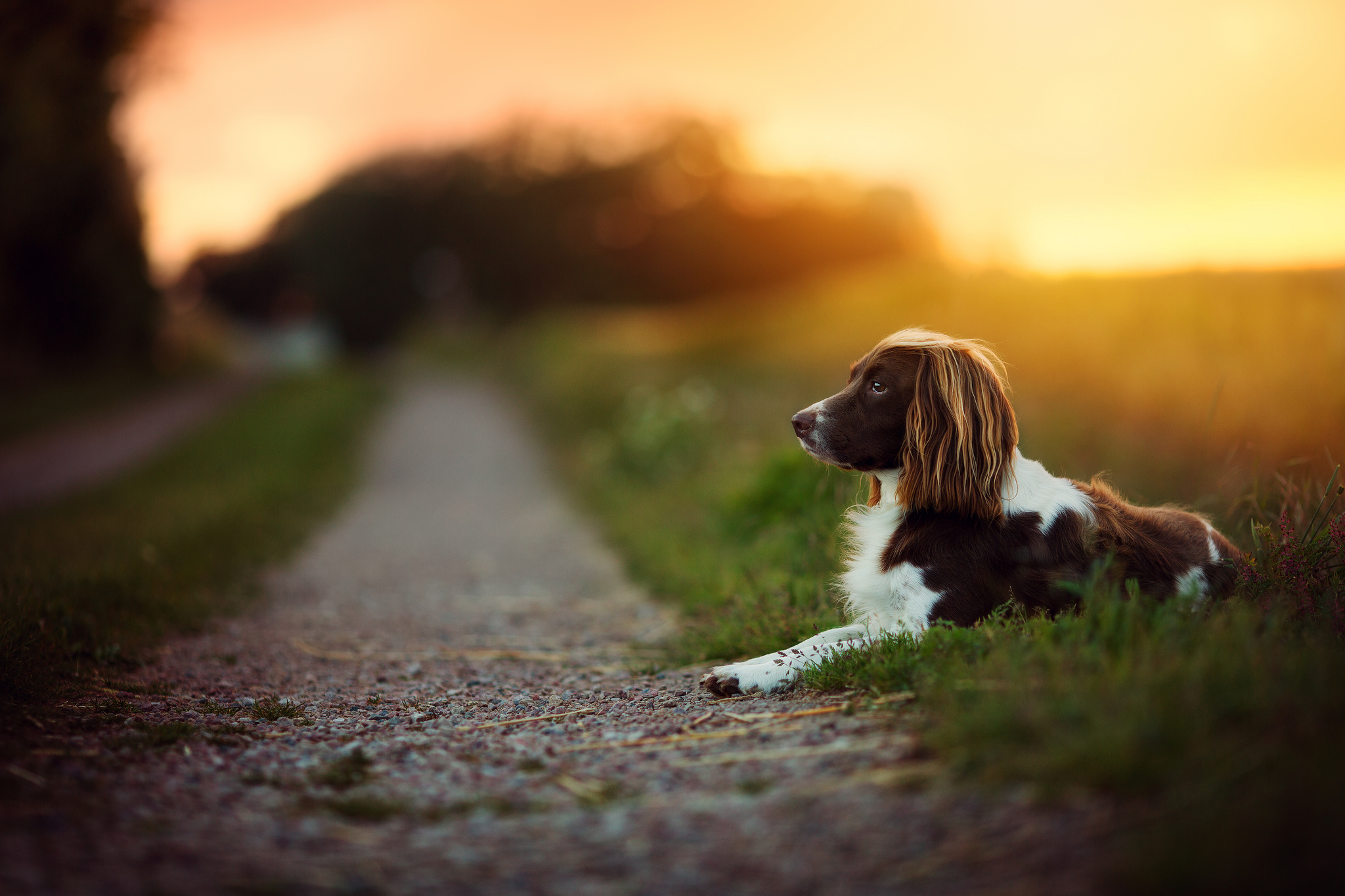 пакет, fotografias, perros